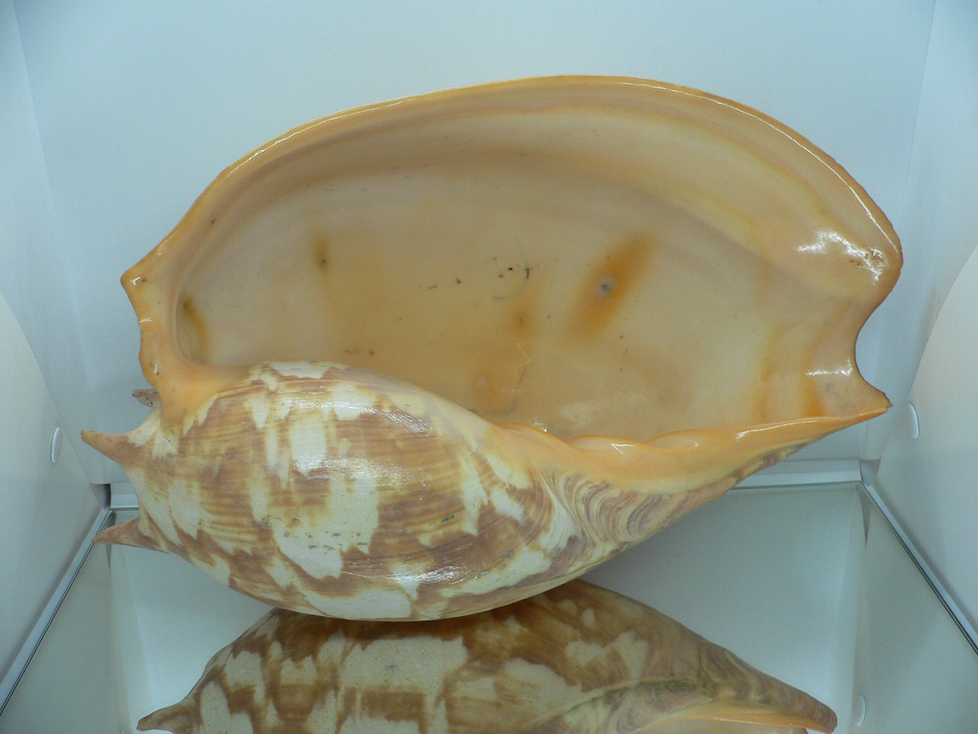 Melo amphora BIG MONSTER