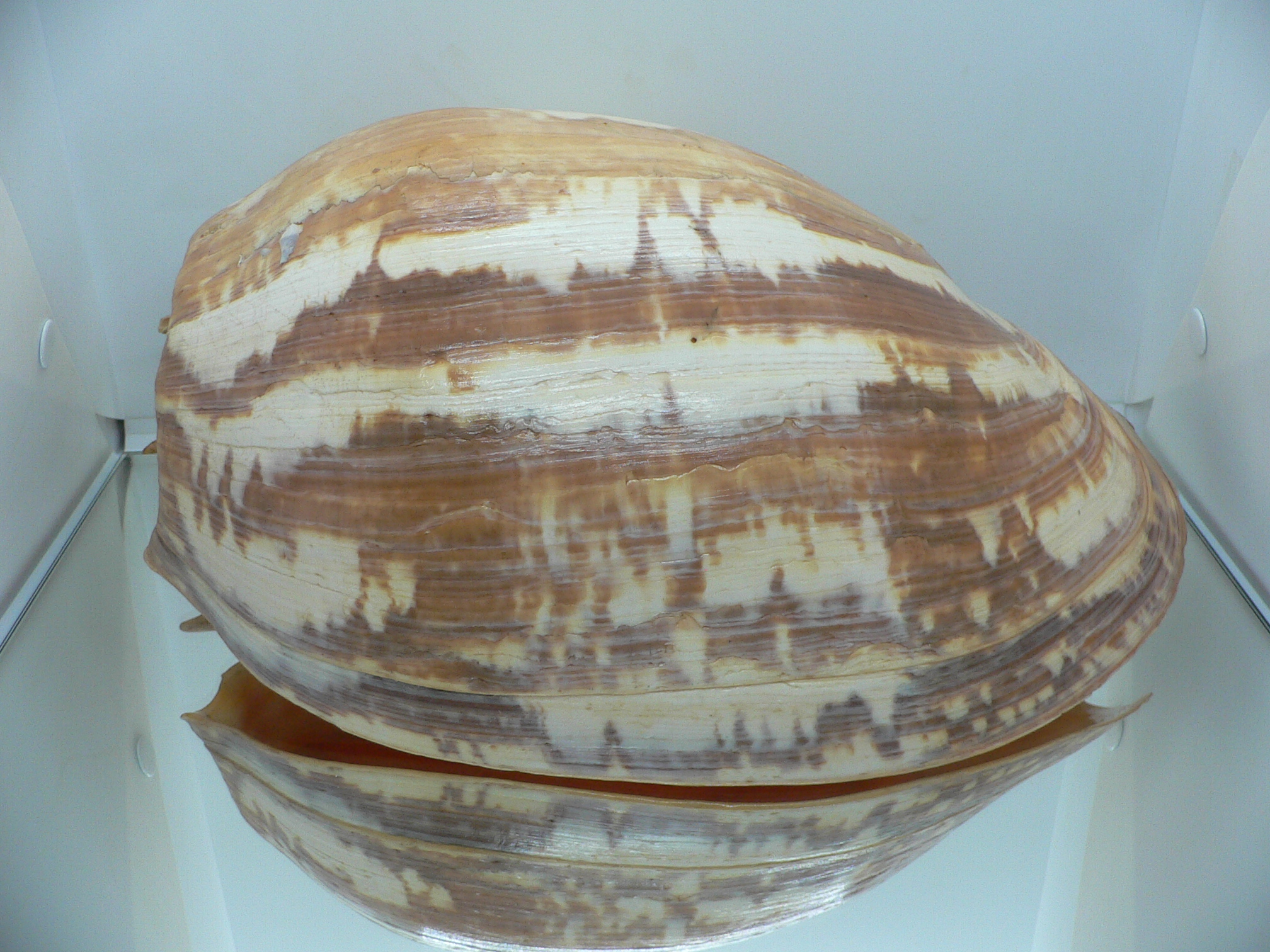 Melo amphora BIG MONSTER