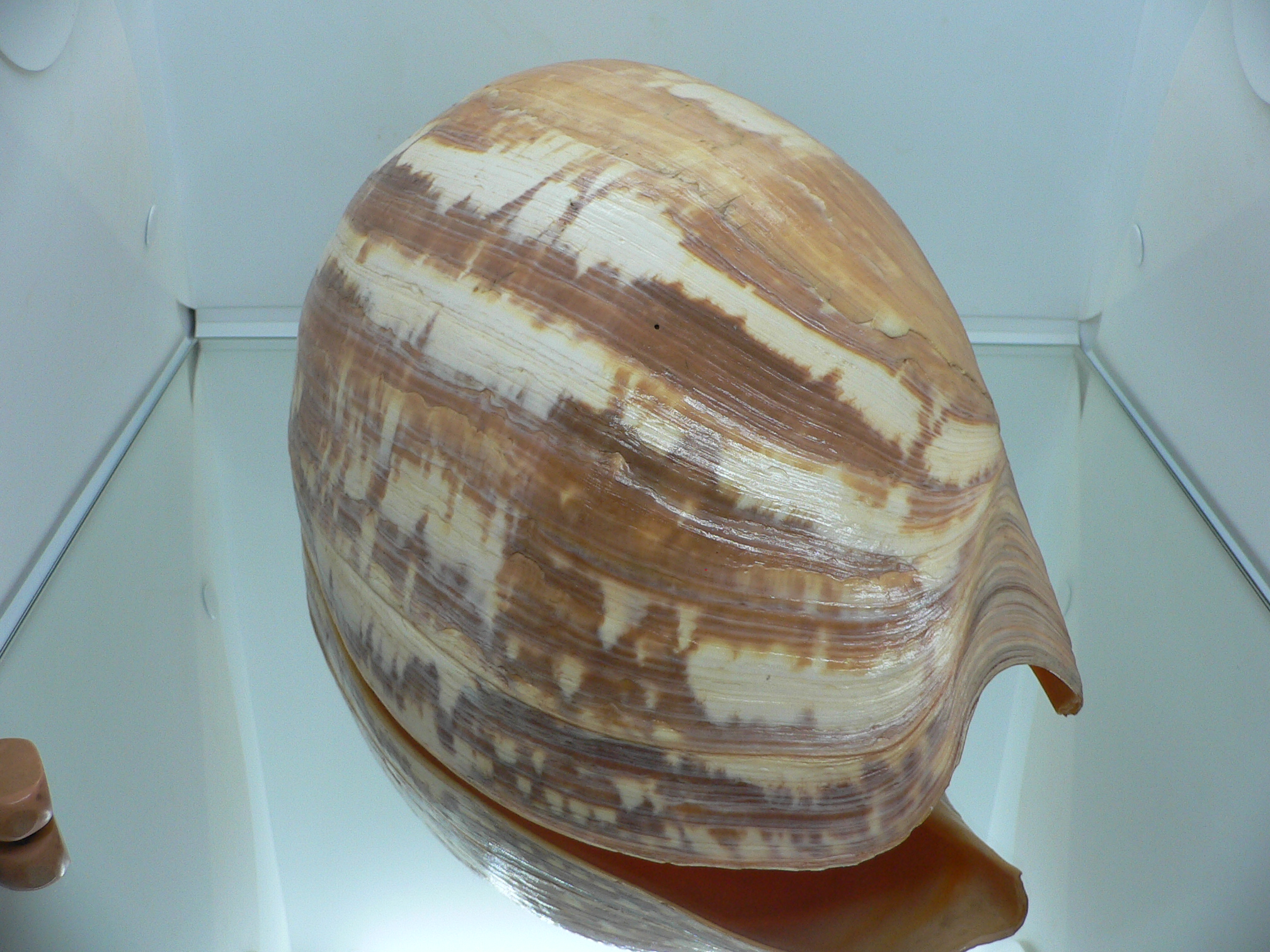 Melo amphora BIG MONSTER