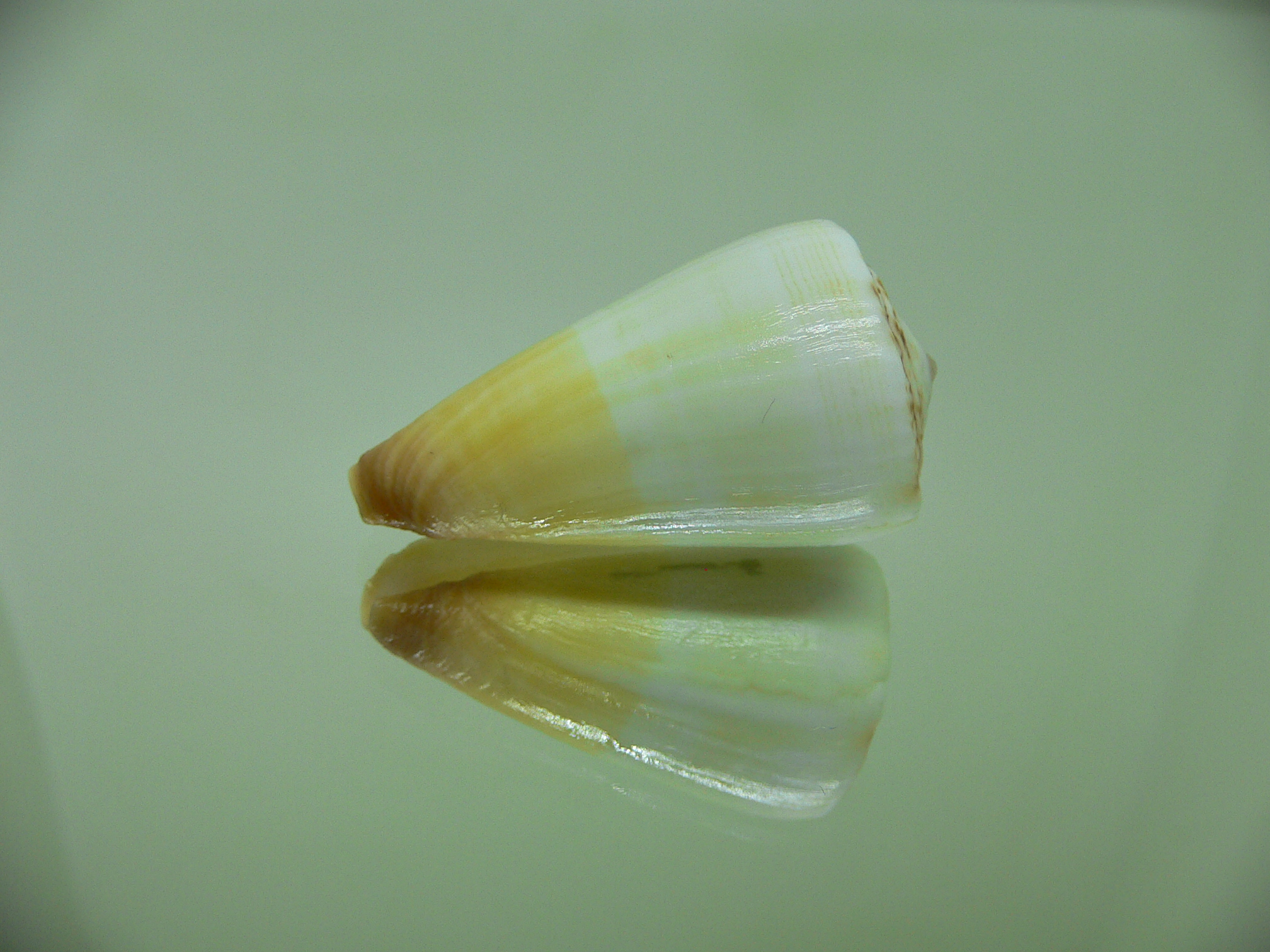 Conus reductaspiralis BICOLOR