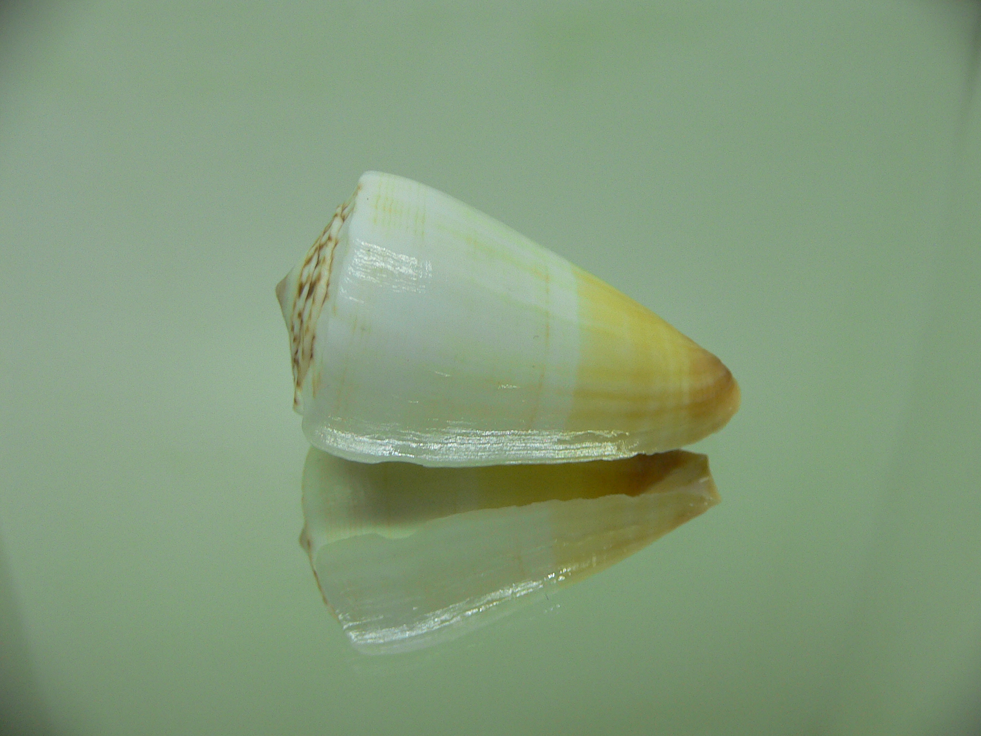 Conus reductaspiralis BICOLOR