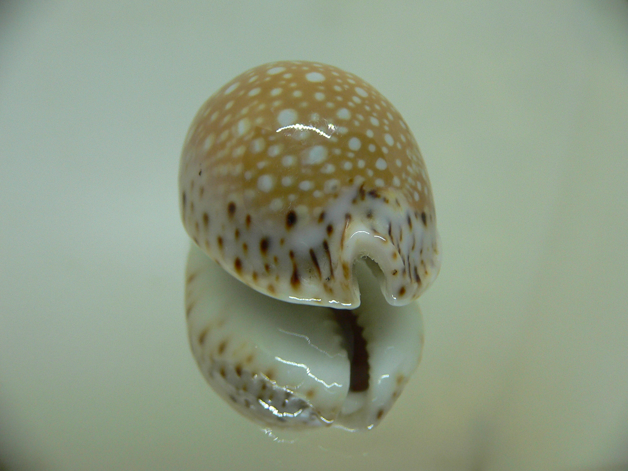 Cypraea lamarckii lamarckii SCUR