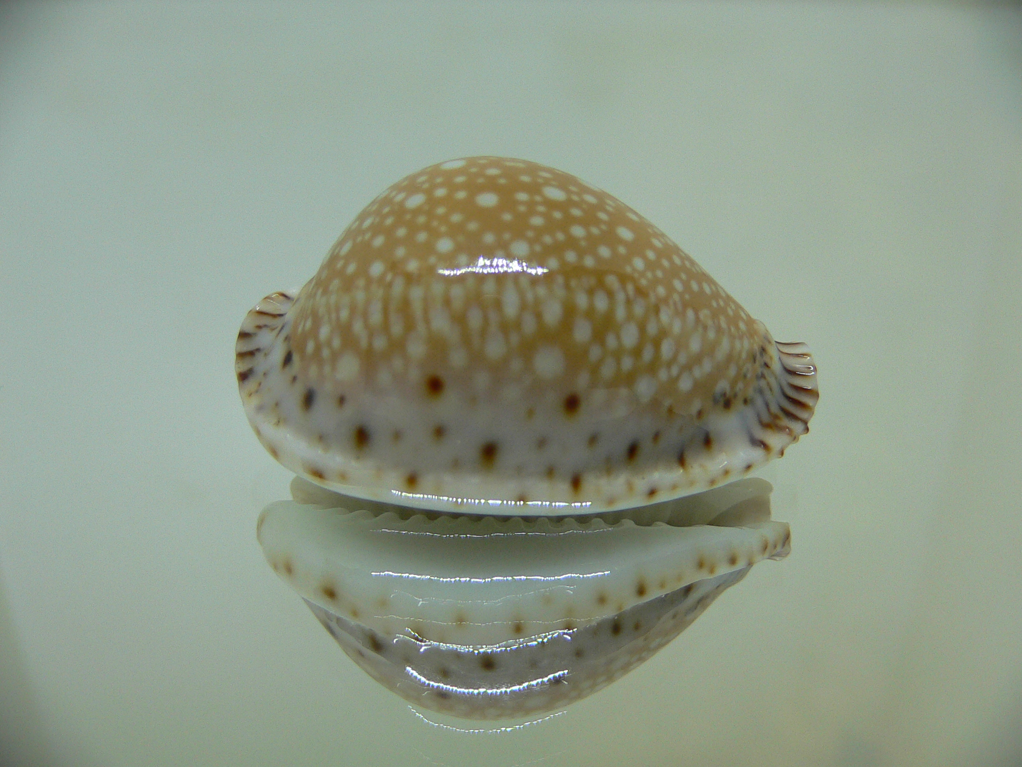 Cypraea lamarckii lamarckii SCUR