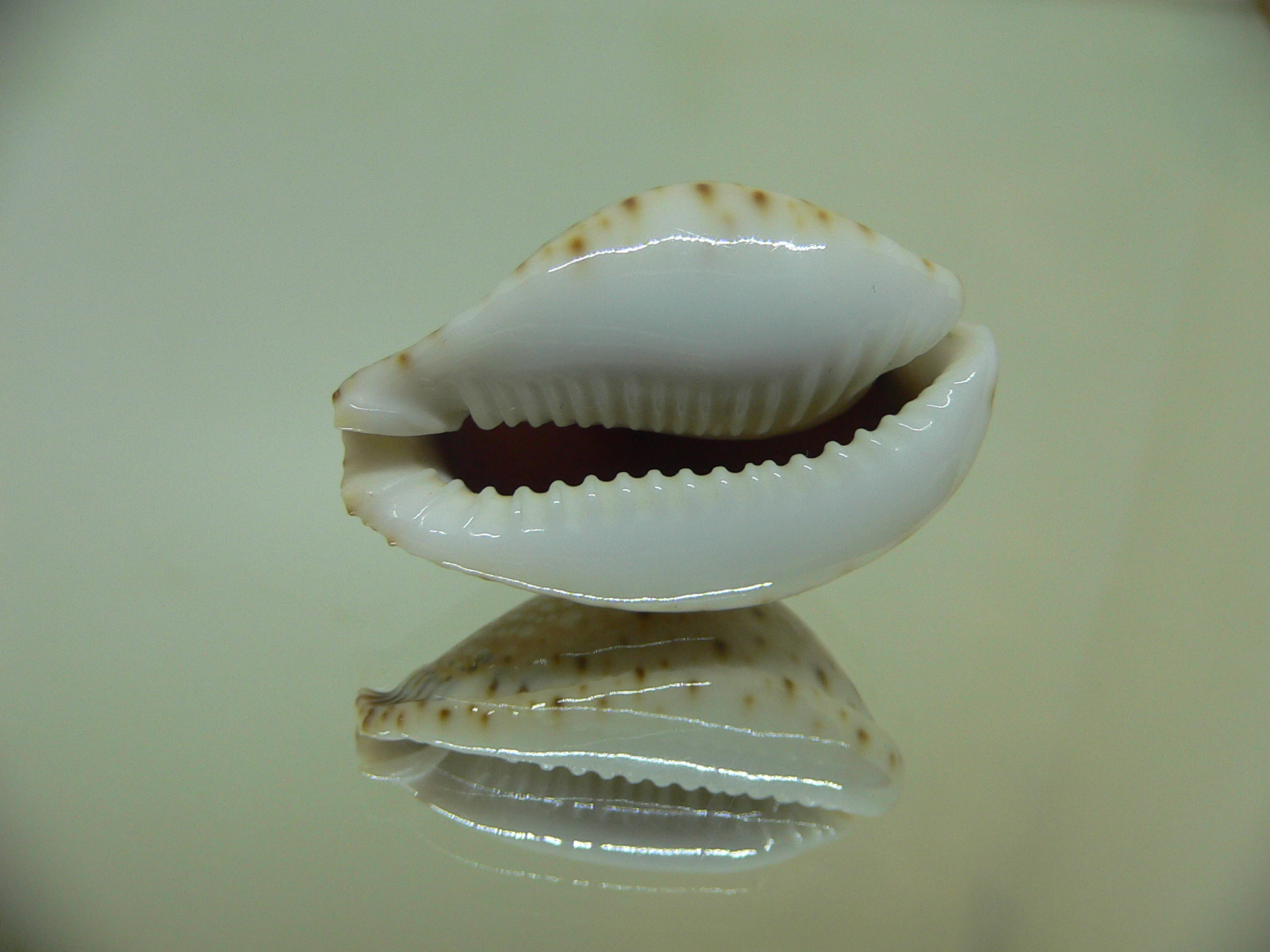 Cypraea lamarckii lamarckii SCUR