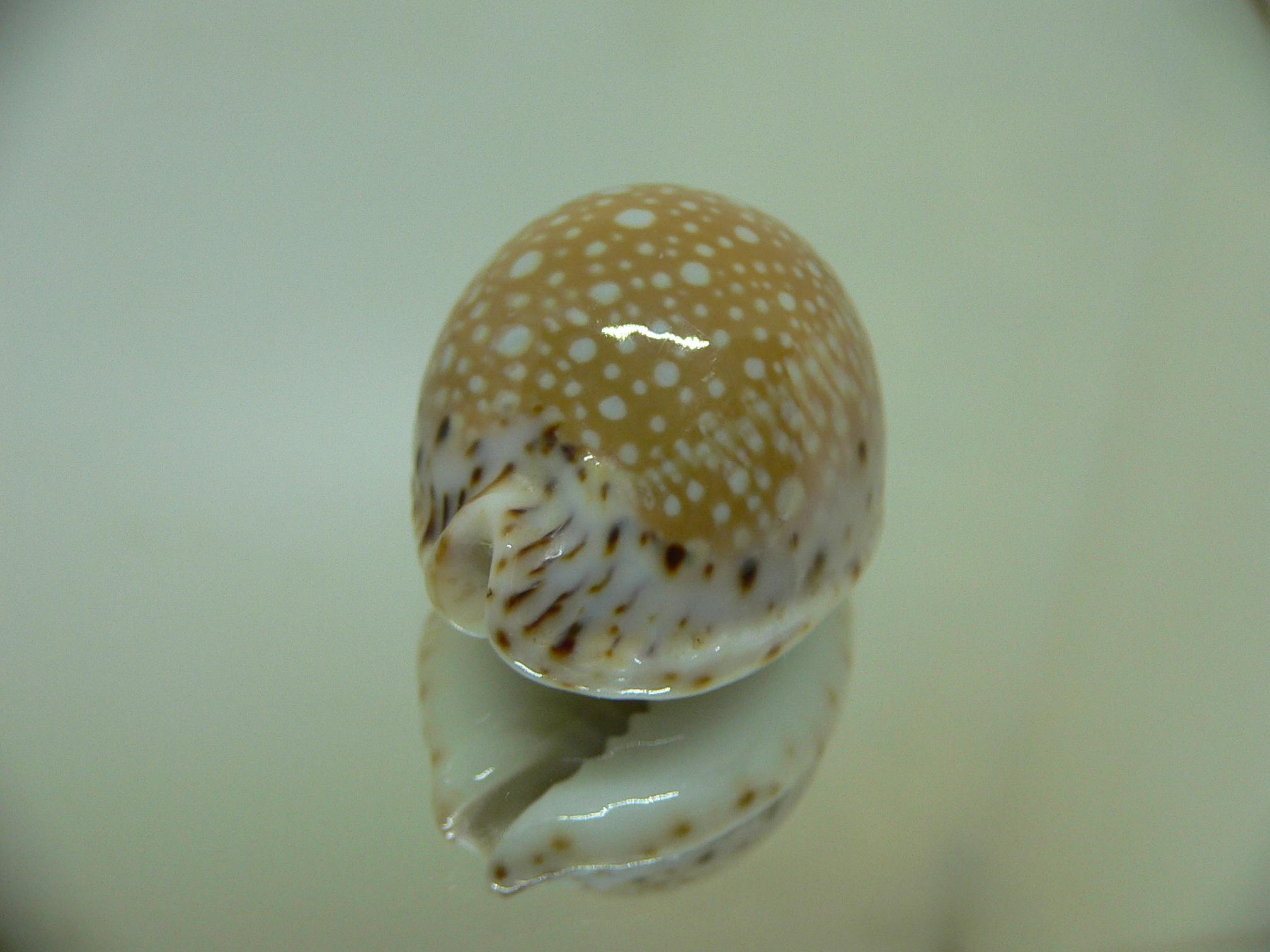 Cypraea lamarckii lamarckii SCUR