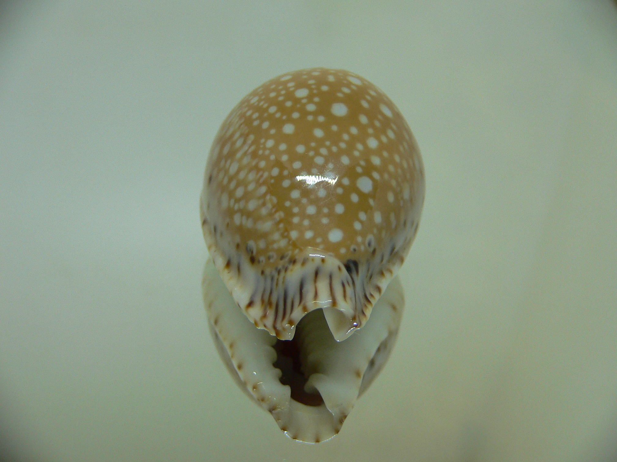 Cypraea lamarckii lamarckii SCUR