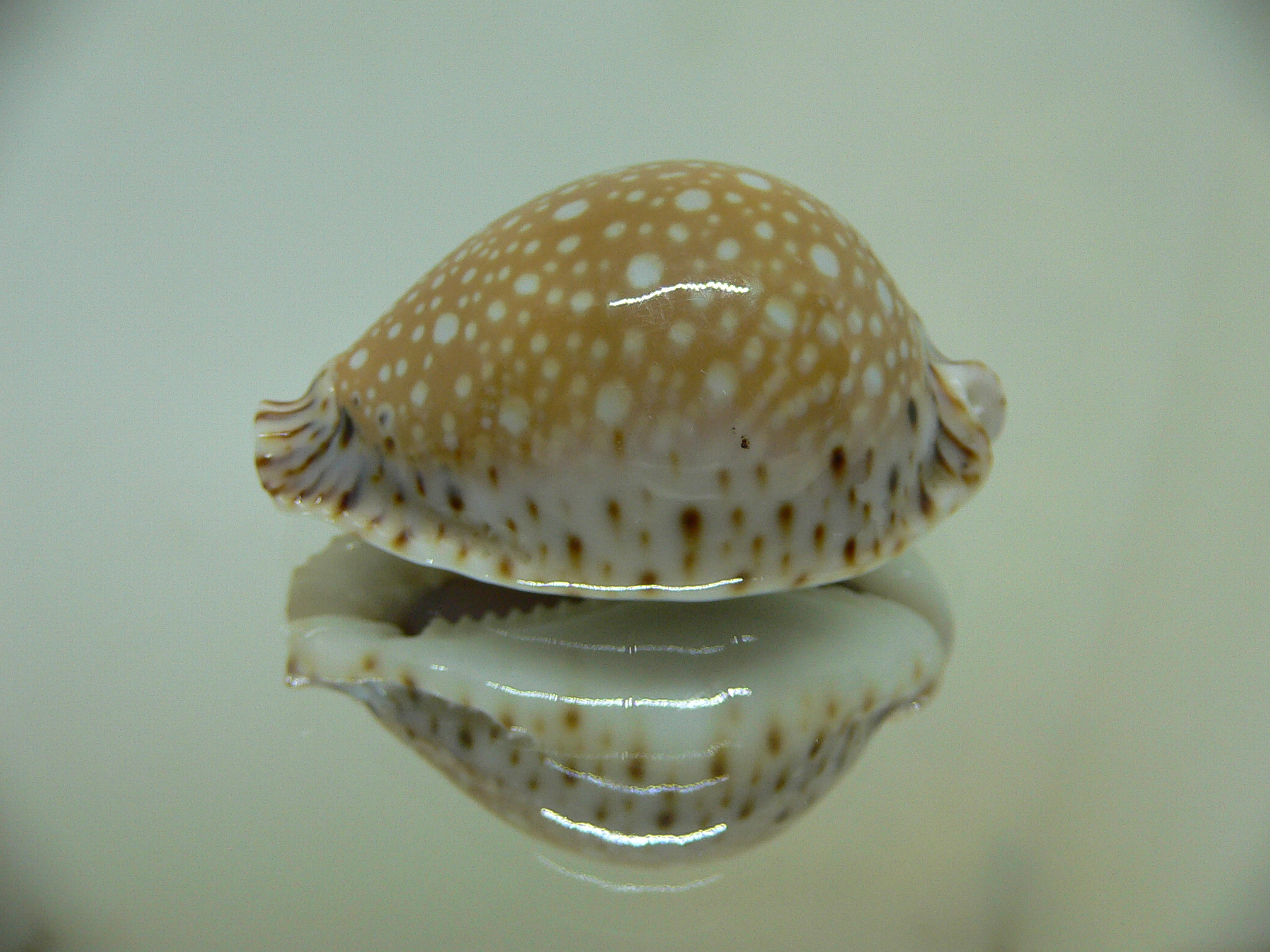 Cypraea lamarckii lamarckii SCUR