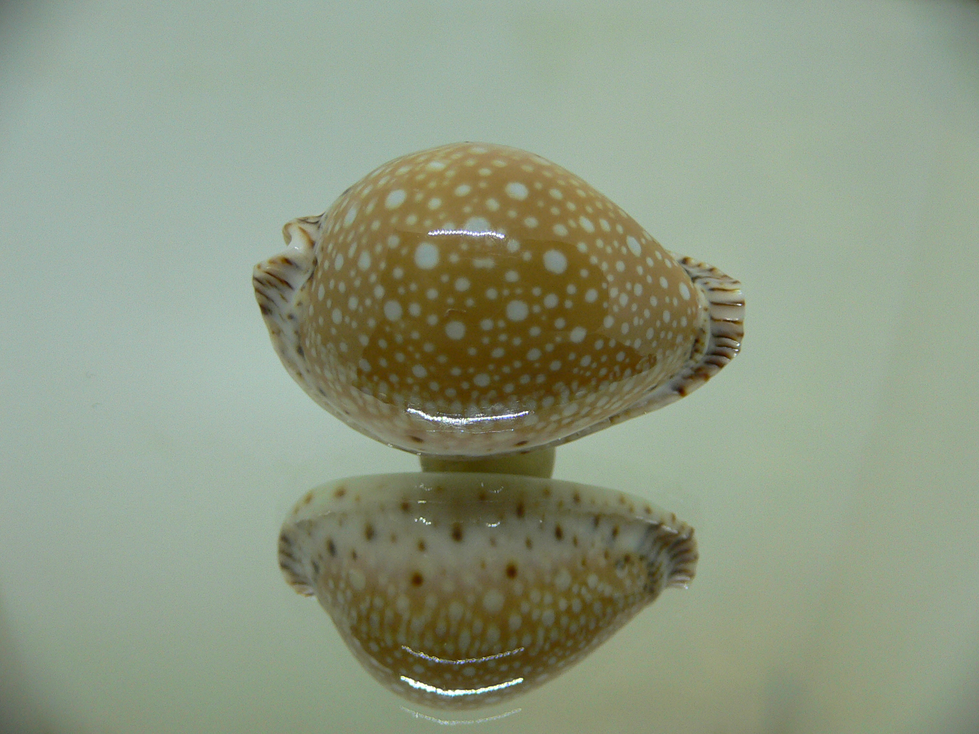 Cypraea lamarckii lamarckii SCUR