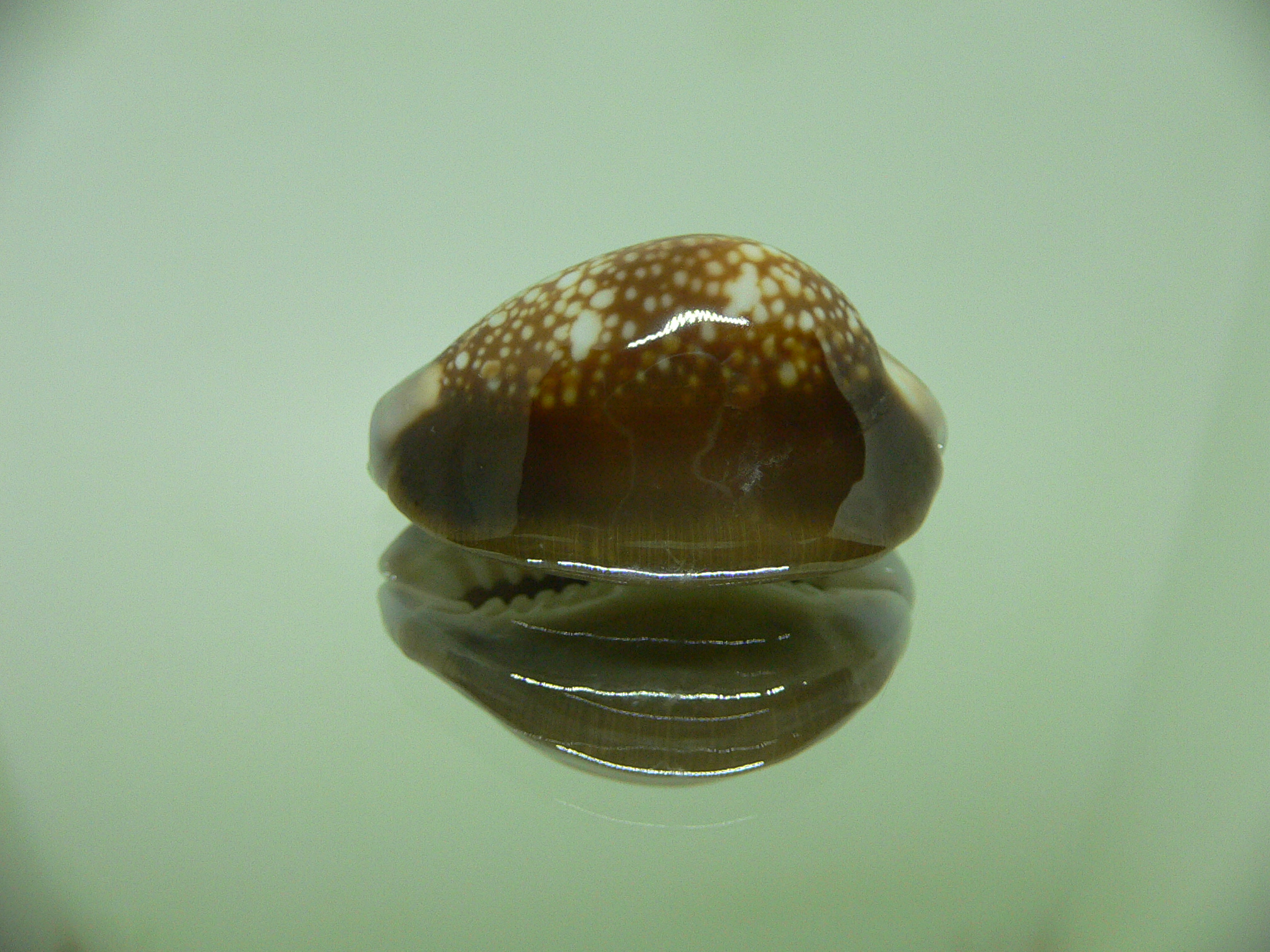 Cypraea caputserpentis caputangius (var.)