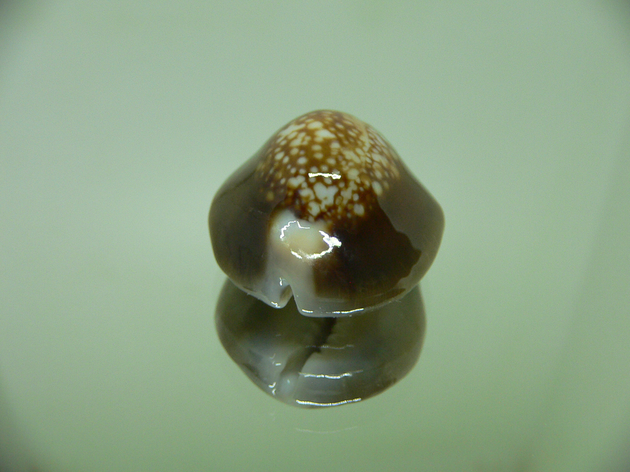 Cypraea caputserpentis caputangius (var.)