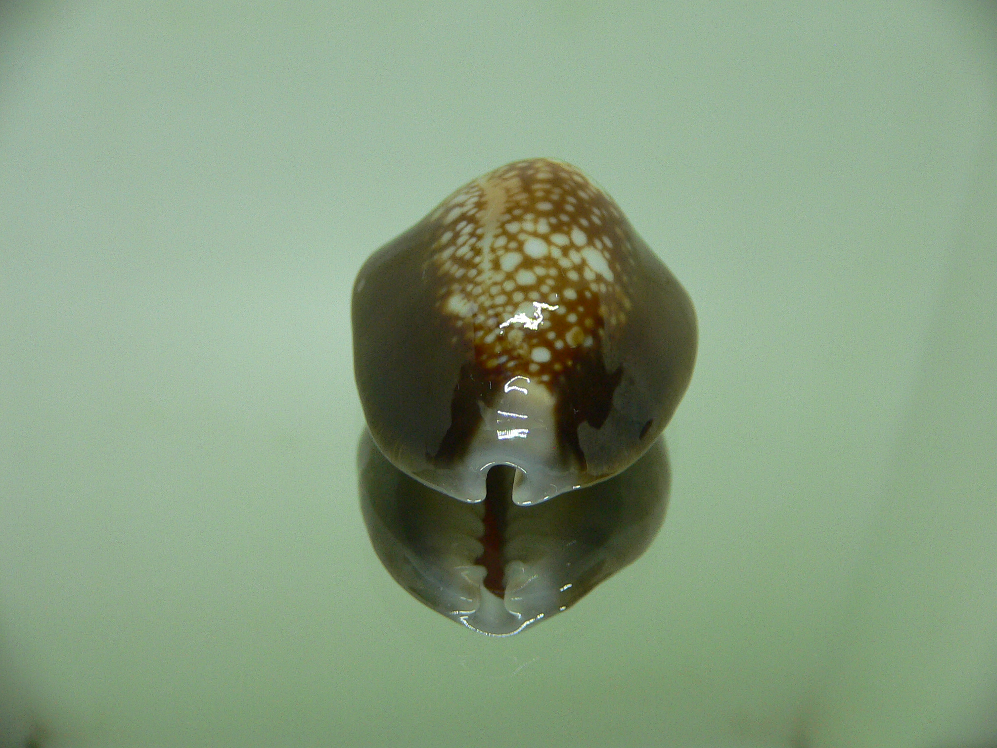 Cypraea caputserpentis caputangius (var.)