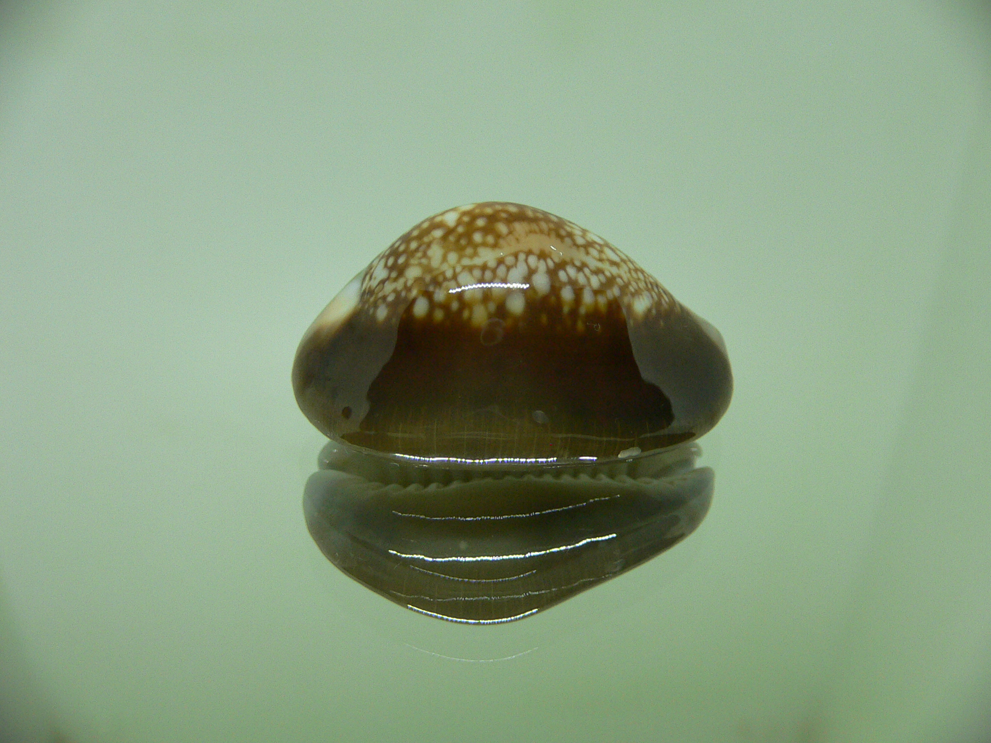 Cypraea caputserpentis caputangius (var.)