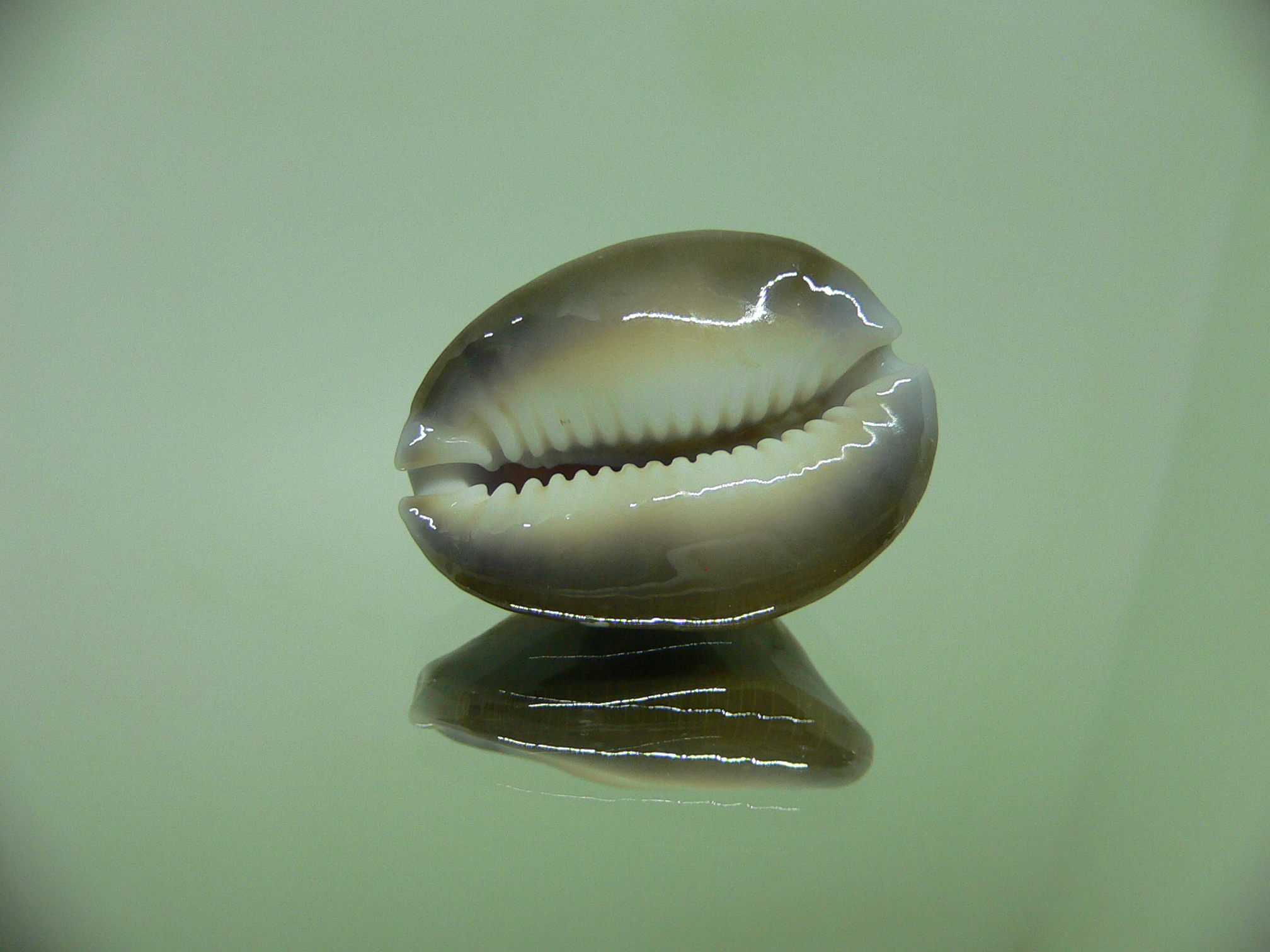 Cypraea caputserpentis caputangius (var.)