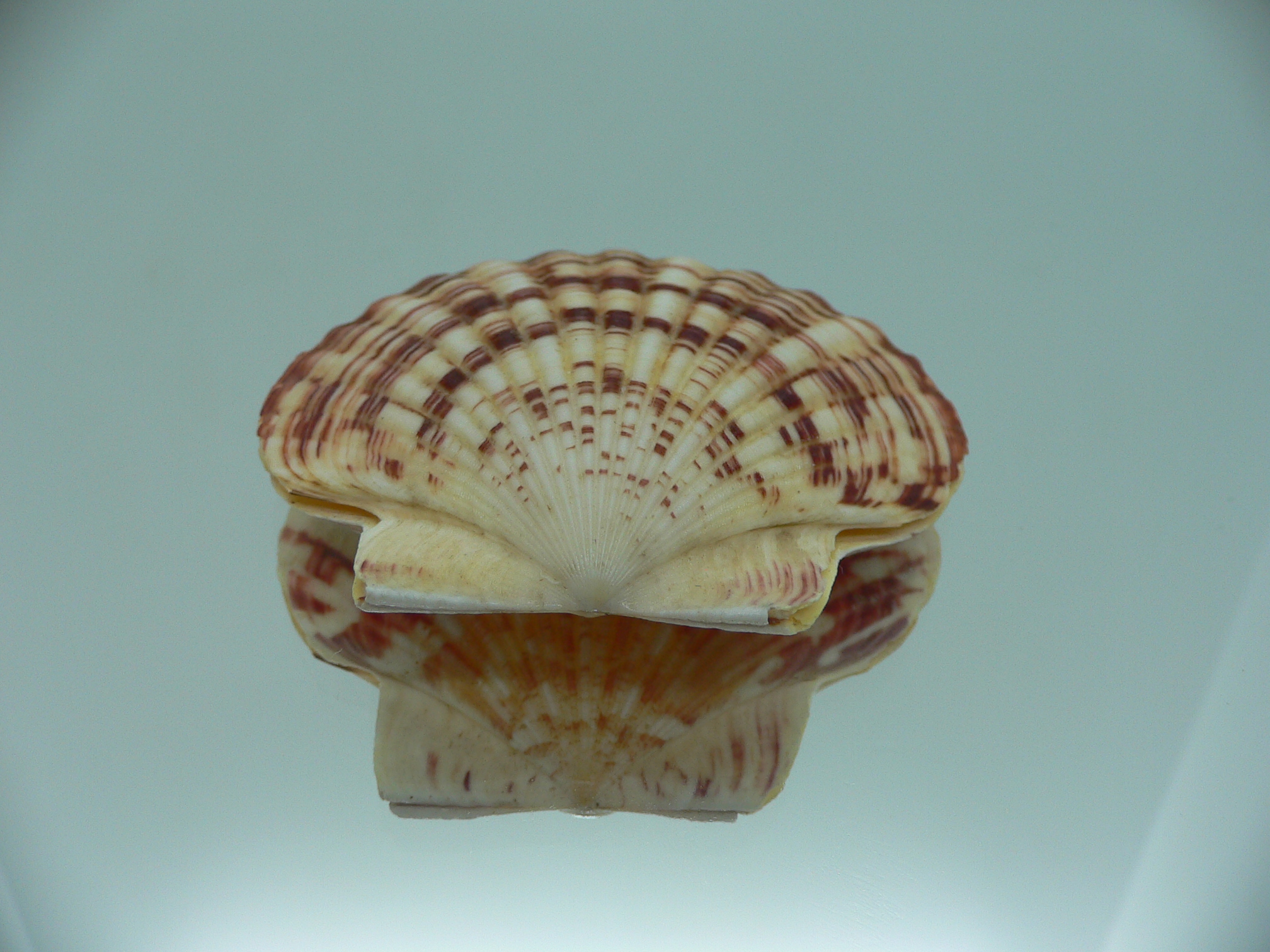 Annachlamys striatula SUPER COLOR & MOTLEY