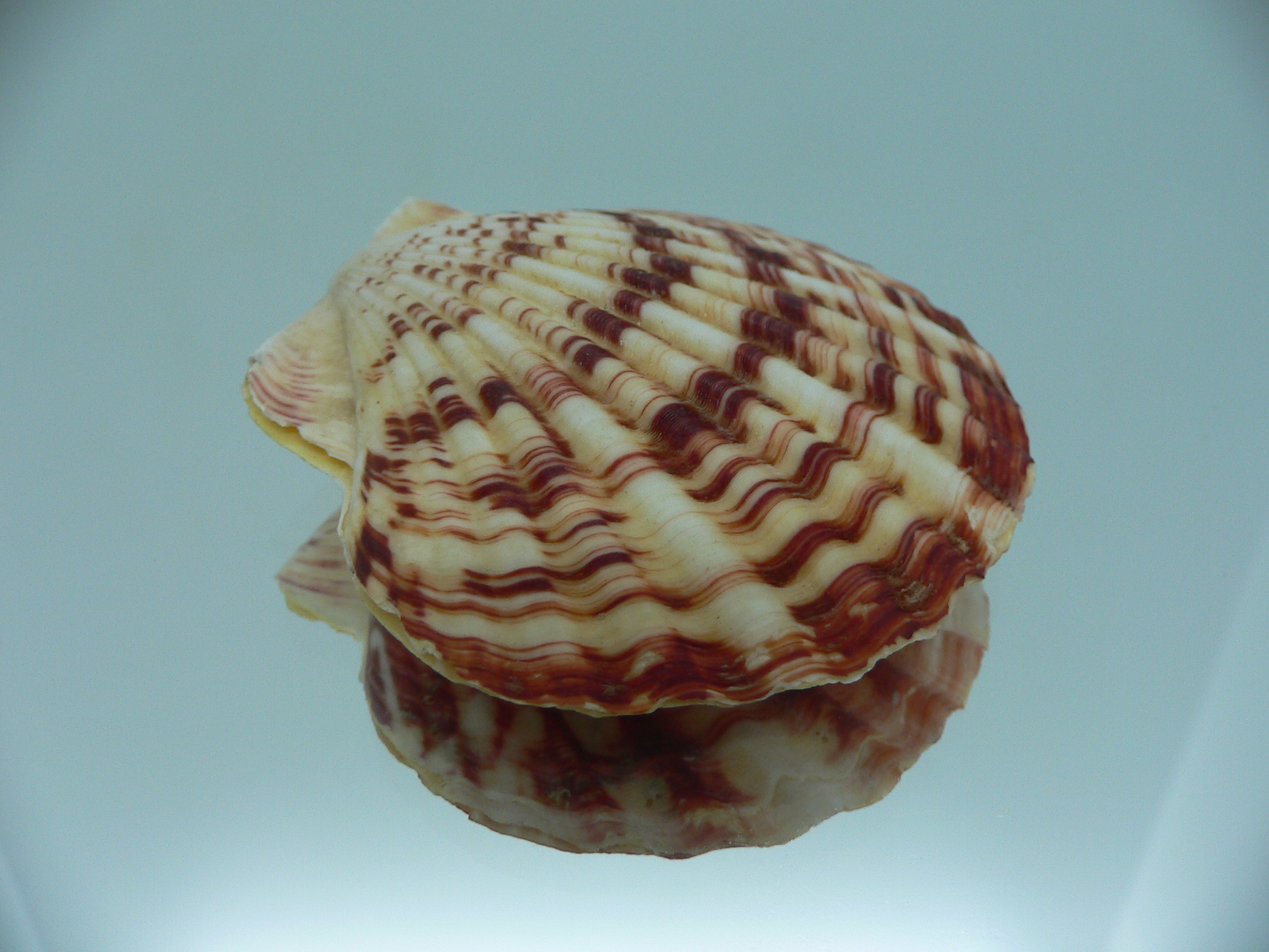 Annachlamys striatula SUPER COLOR & MOTLEY