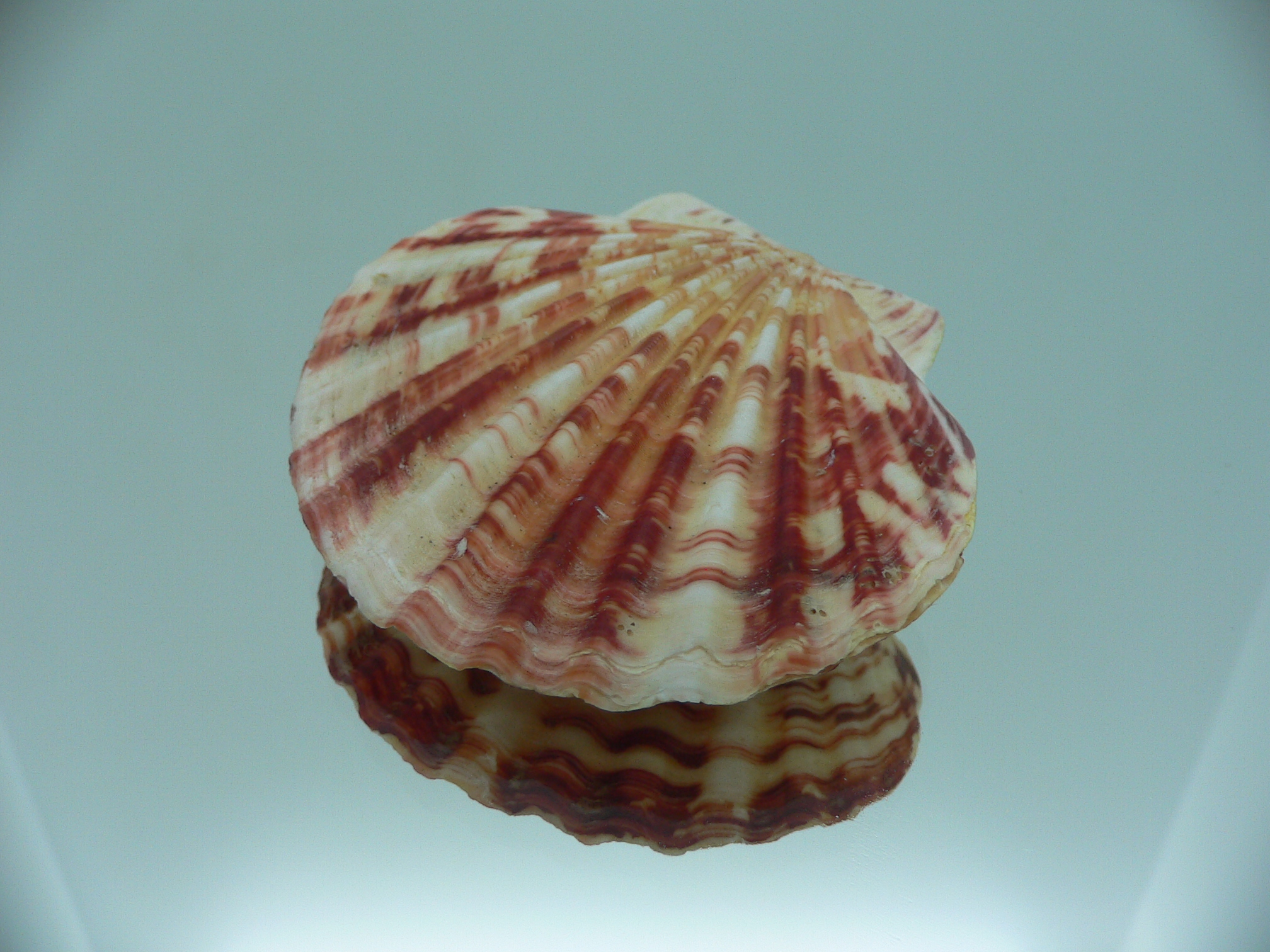 Annachlamys striatula SUPER COLOR & MOTLEY