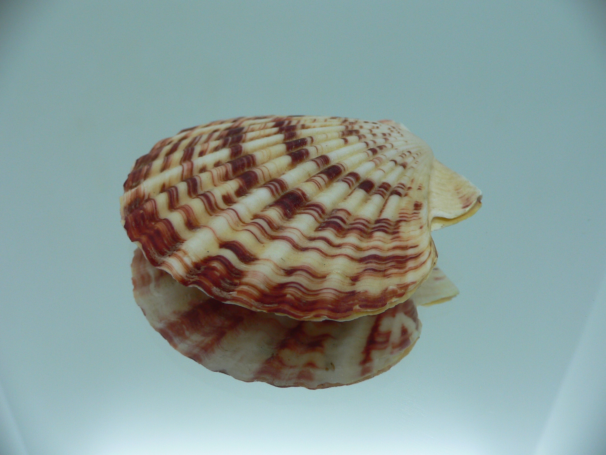 Annachlamys striatula SUPER COLOR & MOTLEY