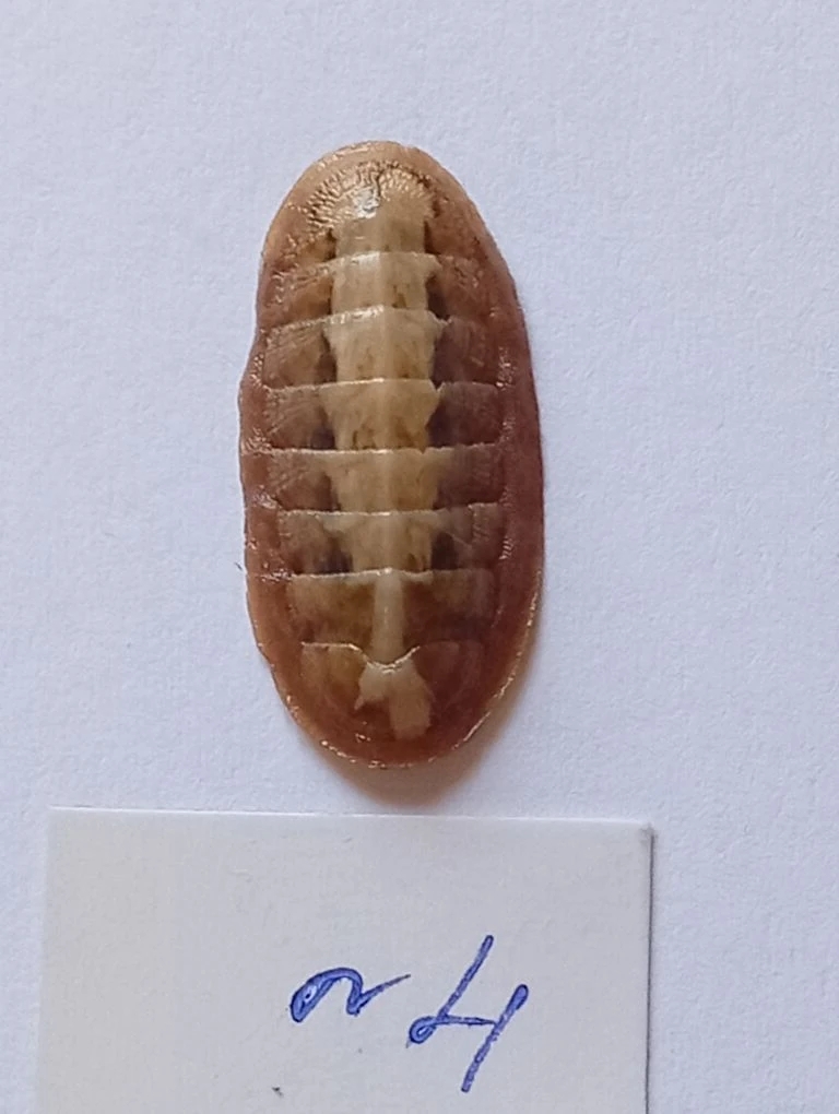 Ischnochiton elondatus ENDEMIC 4