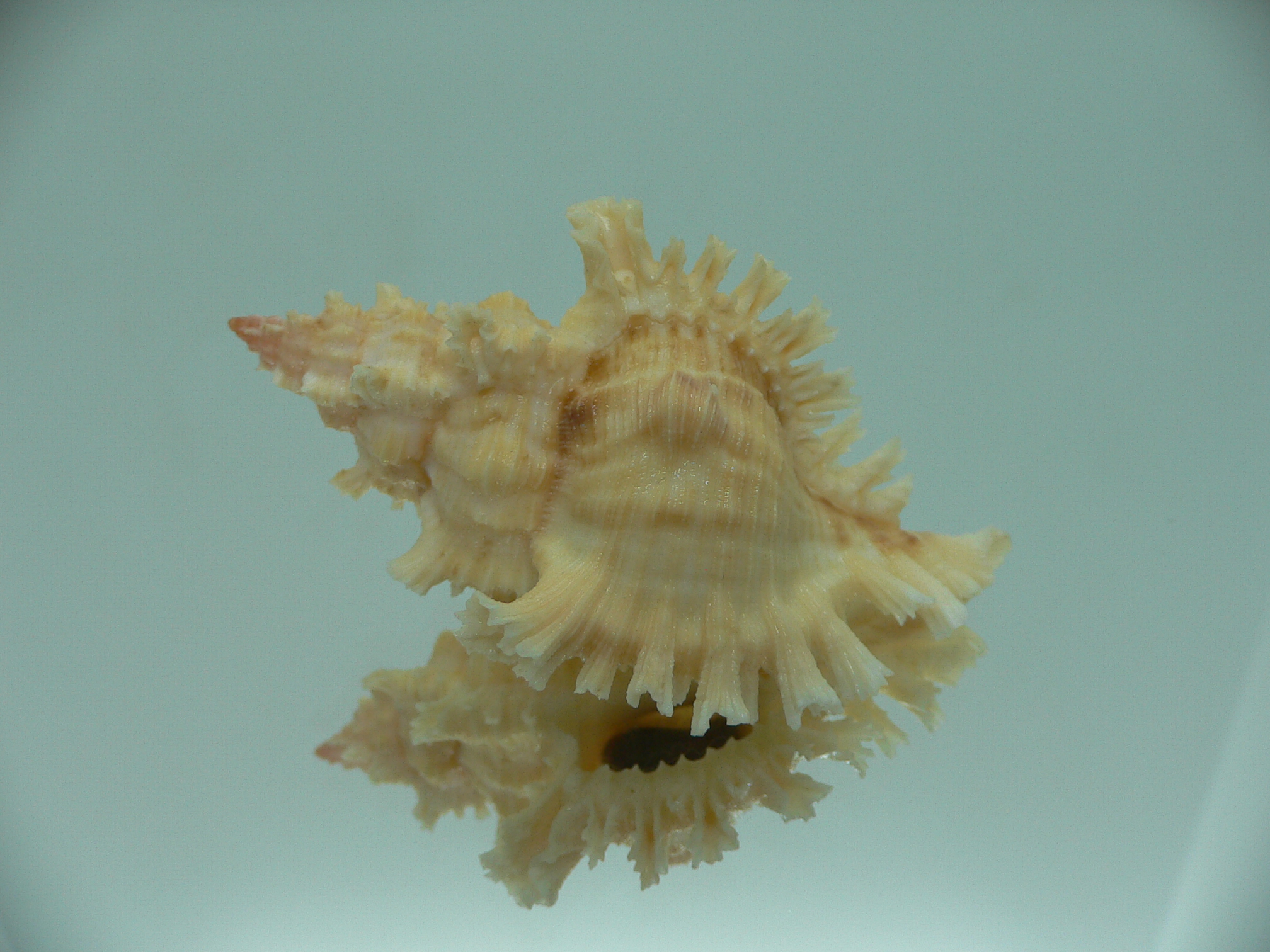 Chicoreus torrefactus f. rubiginosus (var.) SUPER COLOR