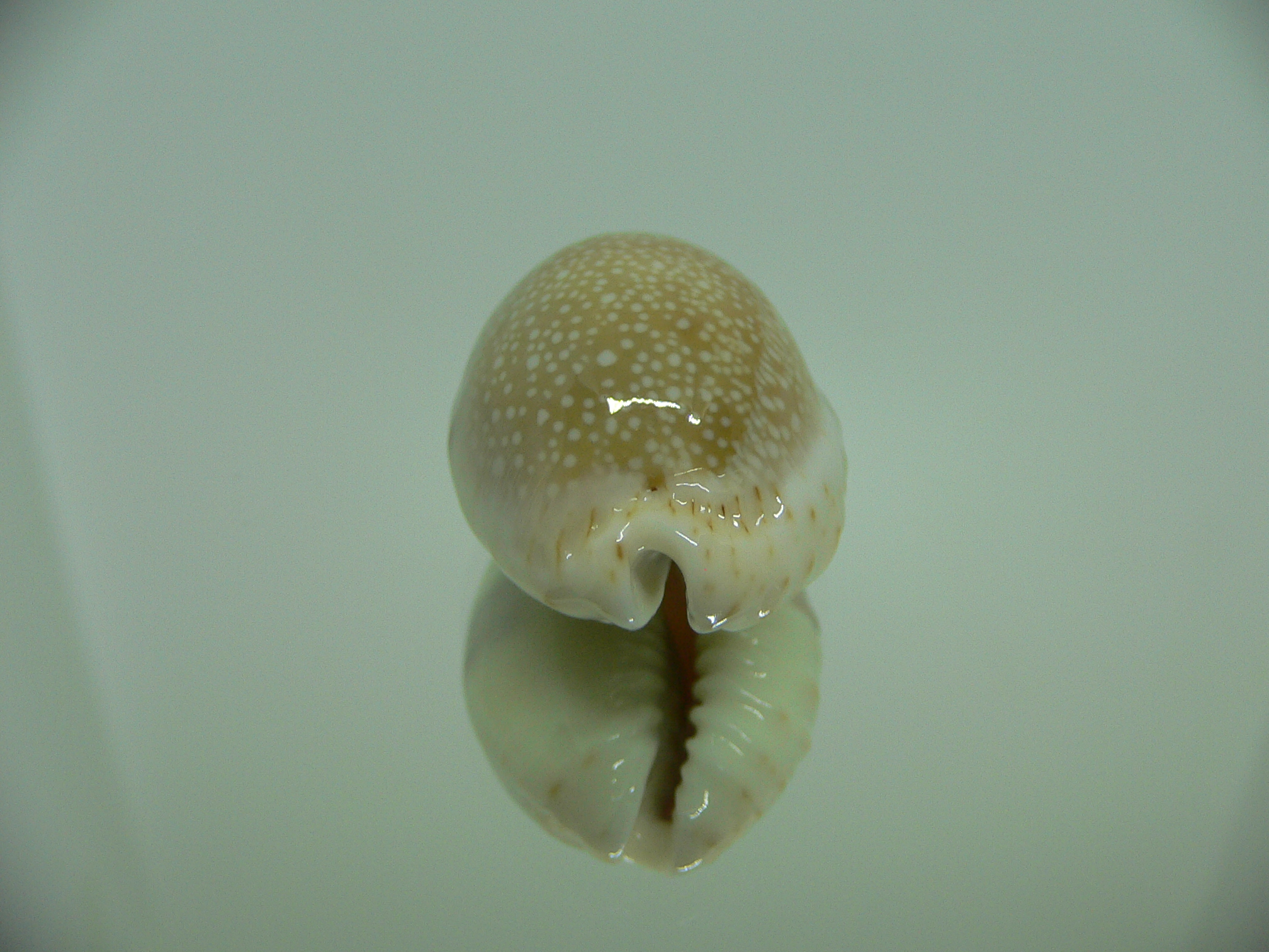 Cypraea erosa chlorizans lactescens (var.) CALLOUSED