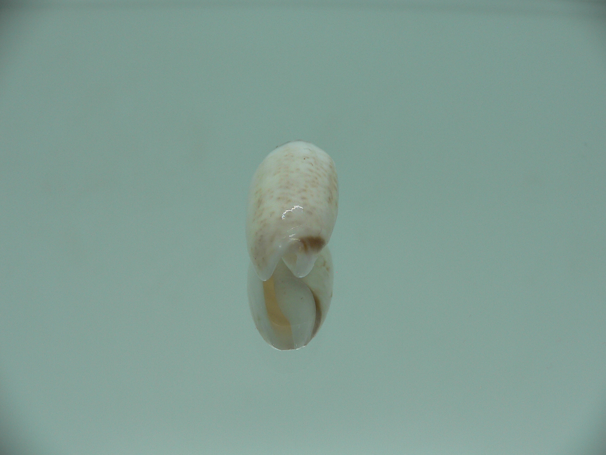 Oliva (Acutoliva) australis 5