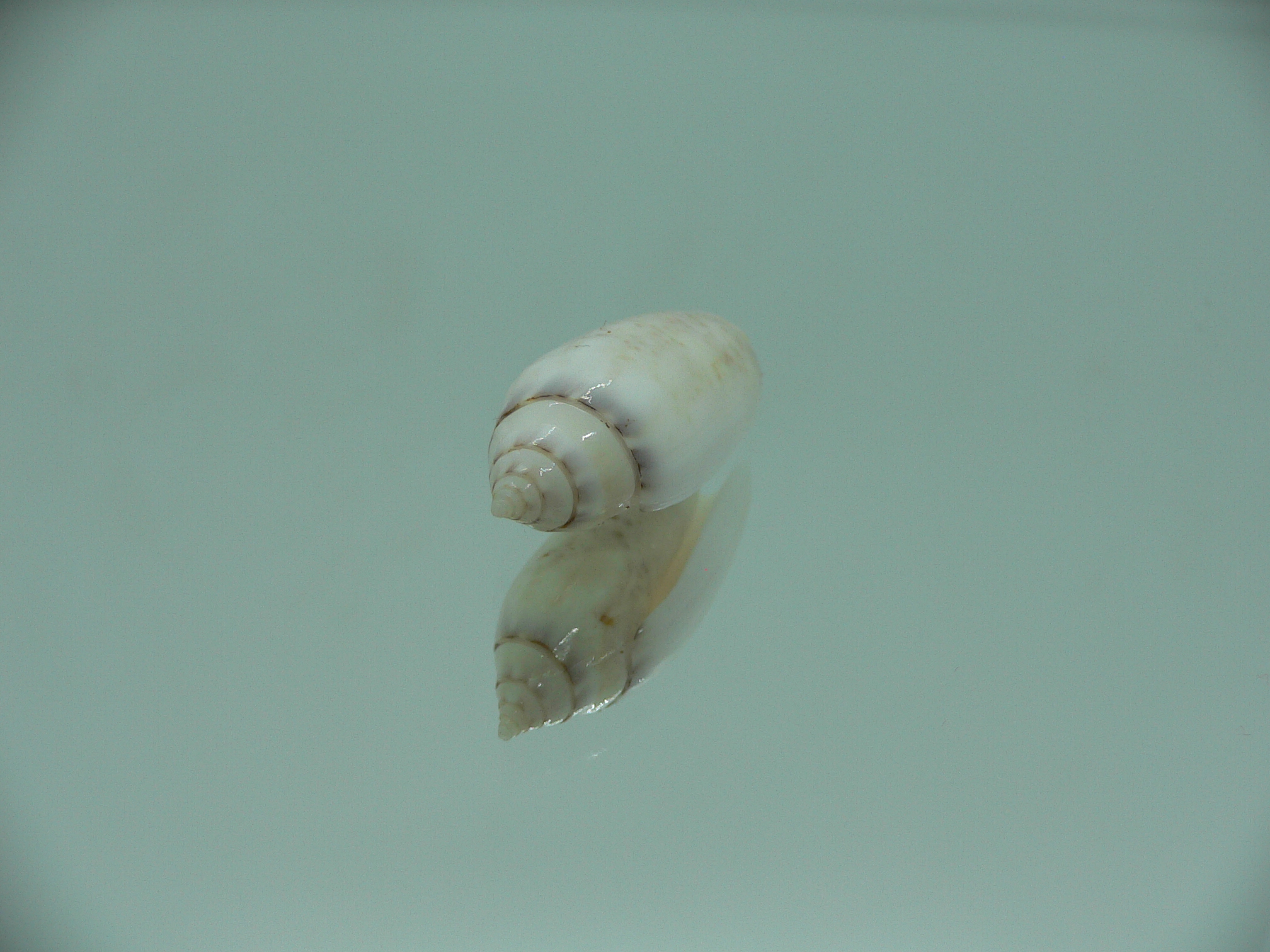 Oliva (Acutoliva) australis 5
