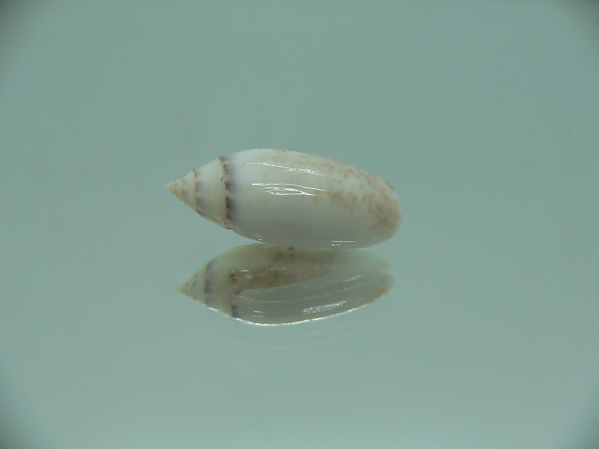 Oliva (Acutoliva) australis 5