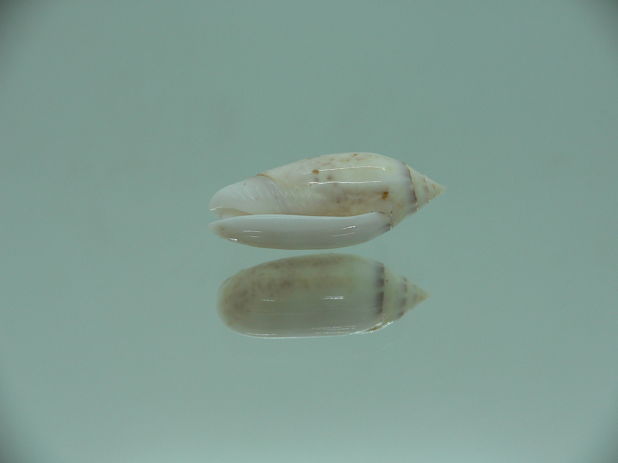 Oliva (Acutoliva) australis 5