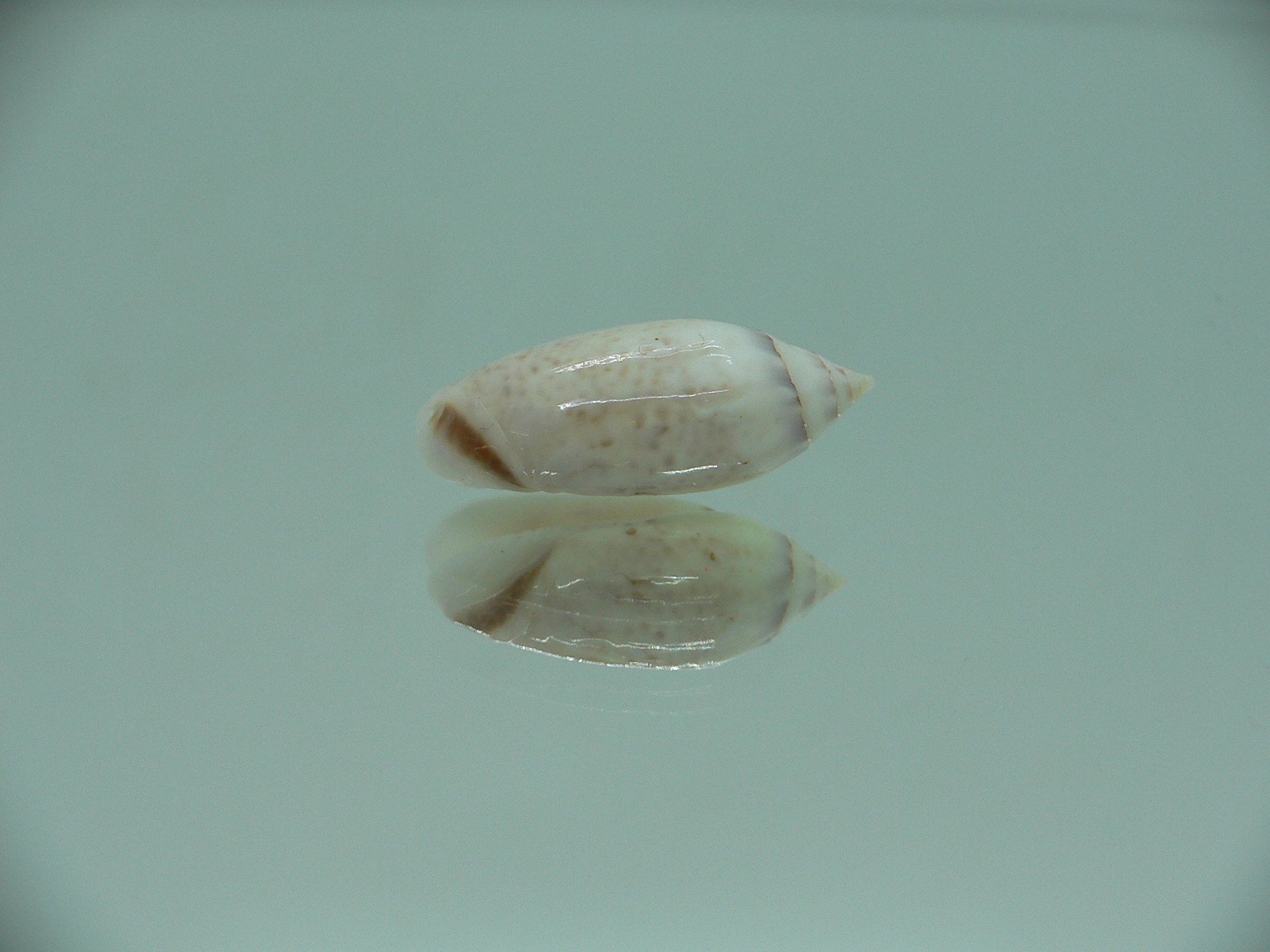 Oliva (Acutoliva) australis 5
