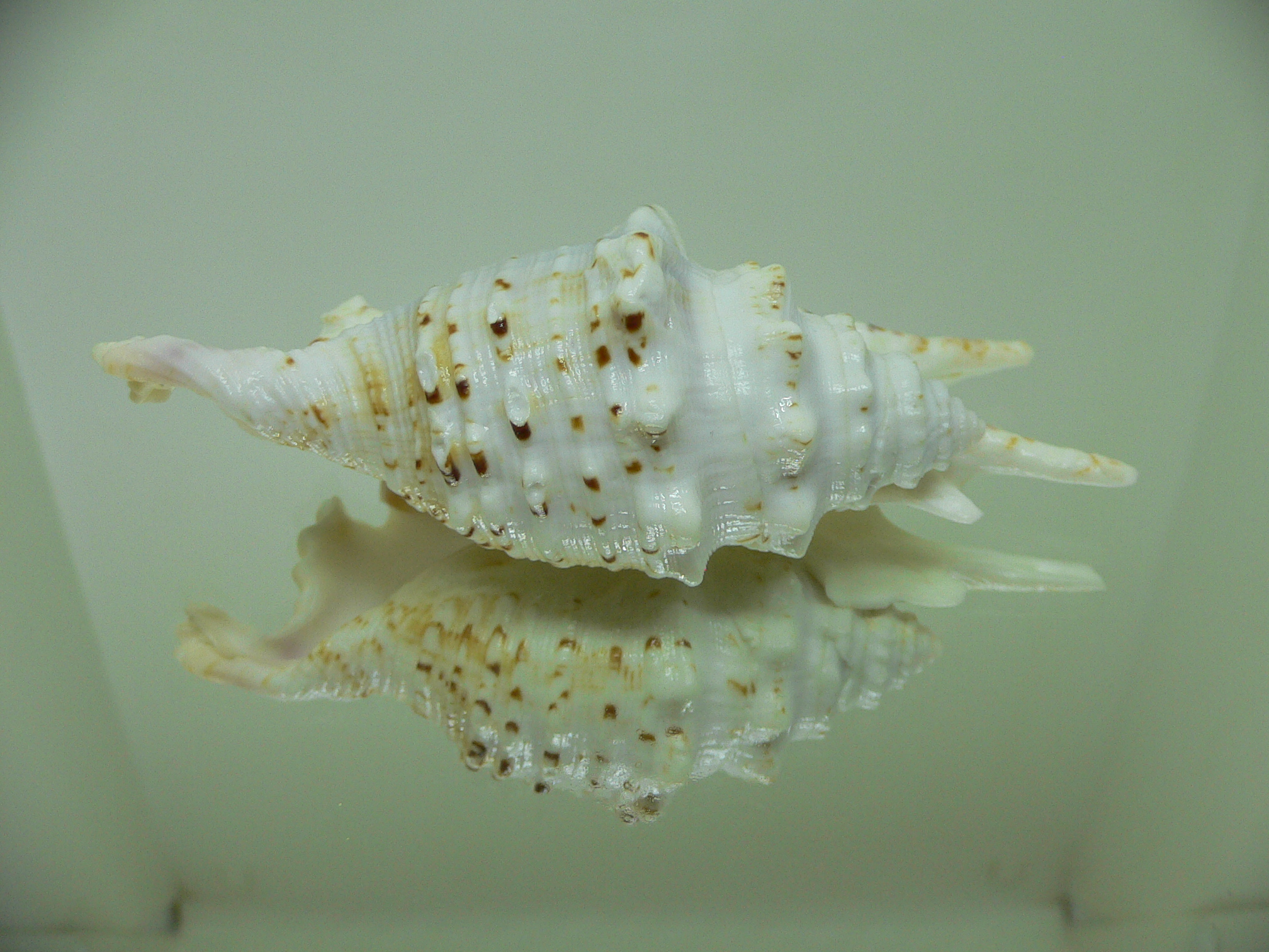 Ophioglossolambis violacea ALBINO