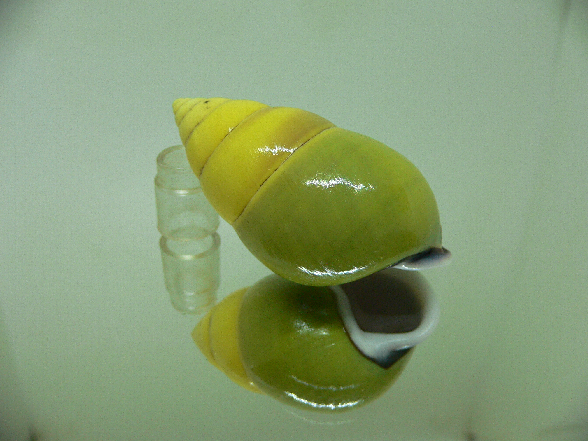 Amphidromus perversus butoti f. infraviridis