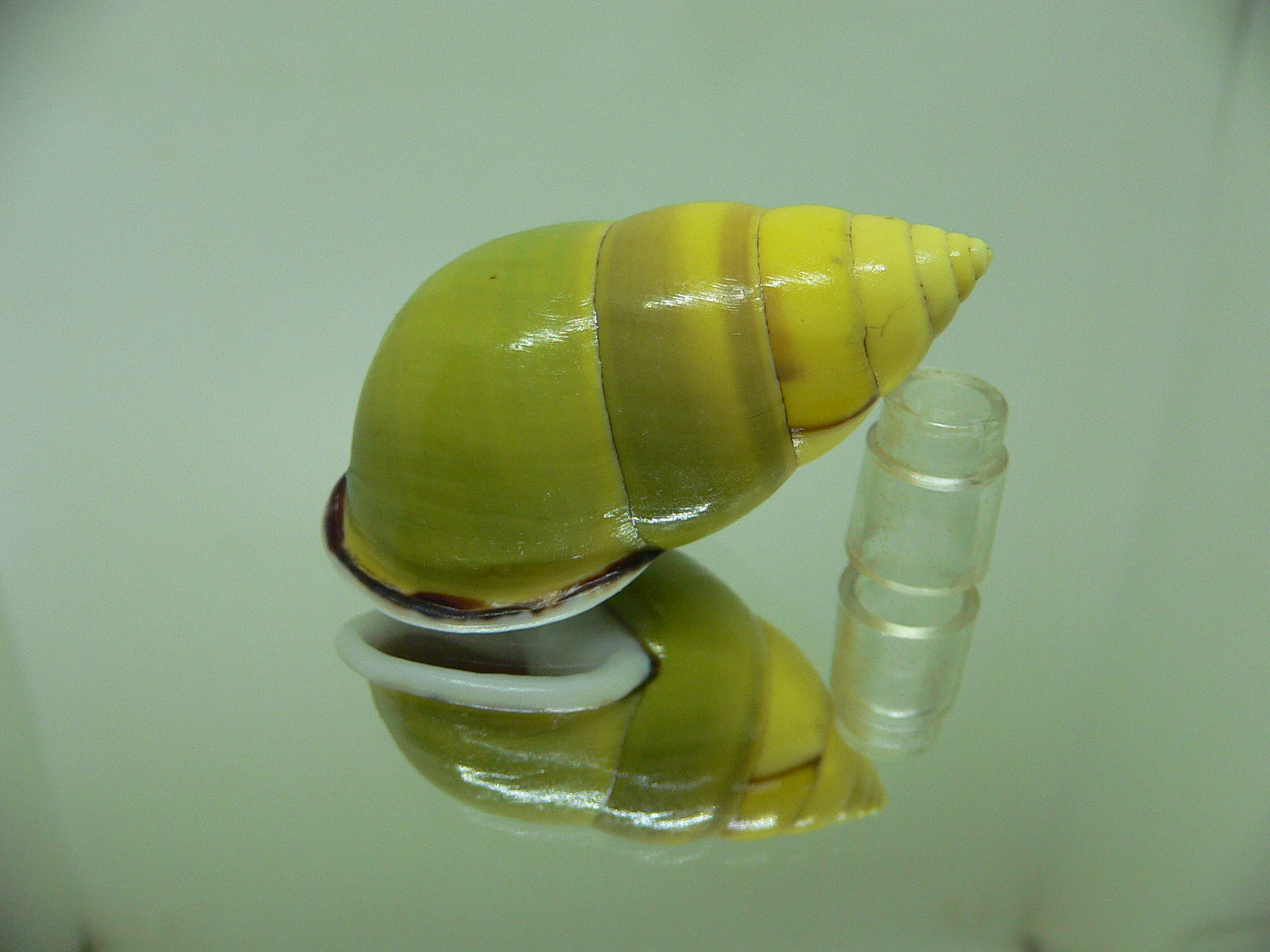 Amphidromus perversus butoti f. infraviridis