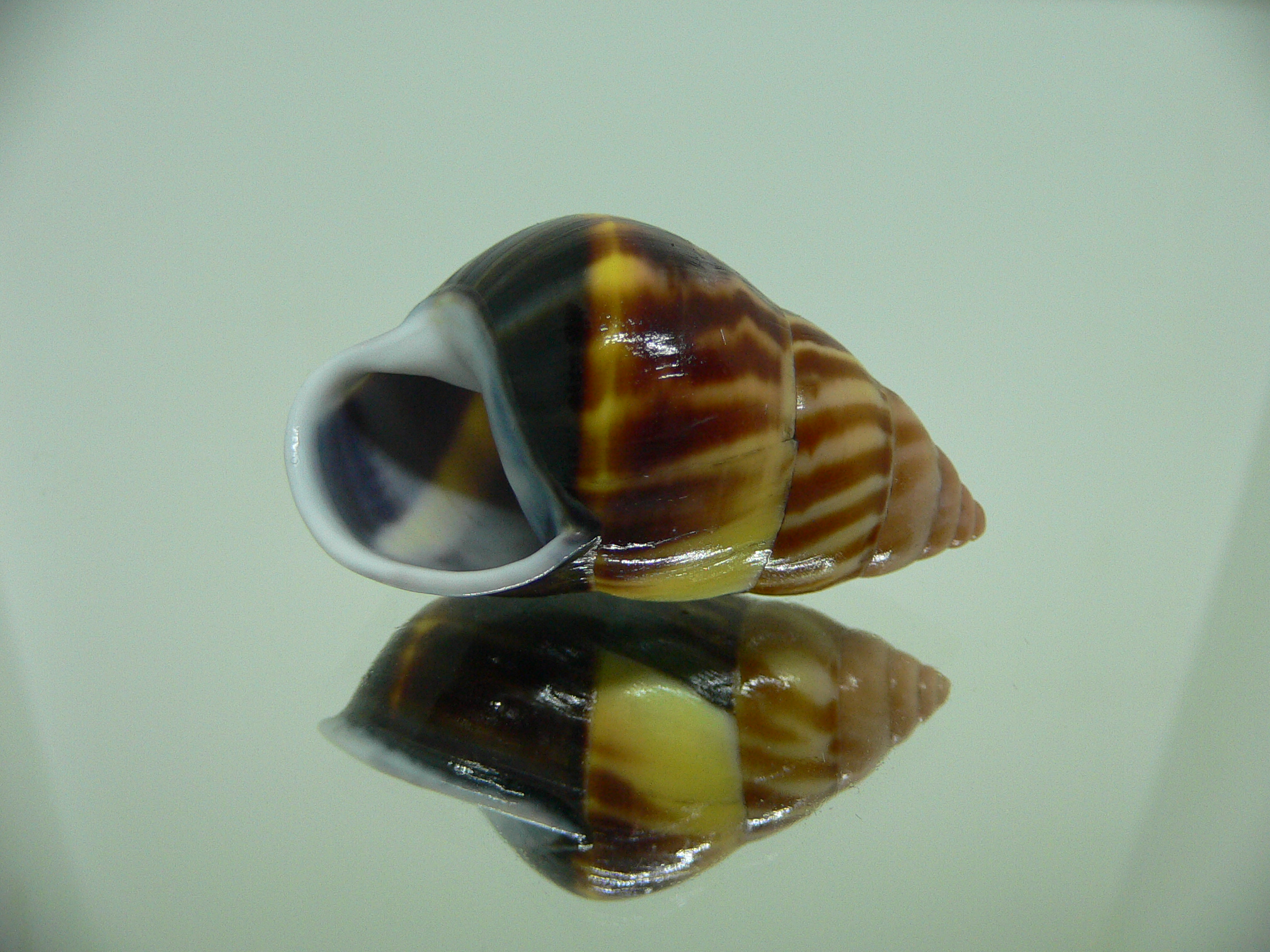 Amphidromus perversus melanoma DARK & GLOBOSE