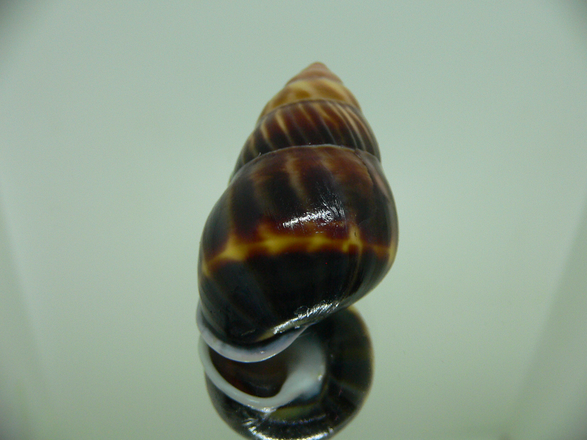 Amphidromus perversus melanoma DARK & GLOBOSE