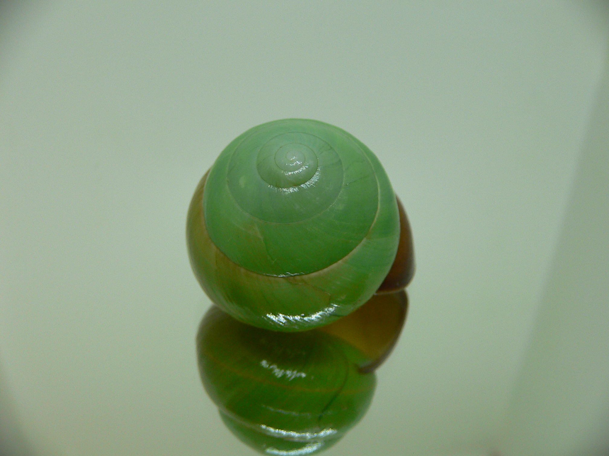 Asperitas bimaensis johnabbasi DARK LIP