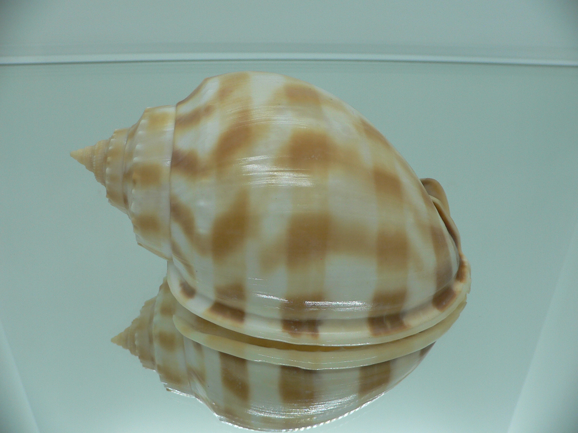Phalium bandatum BIG
