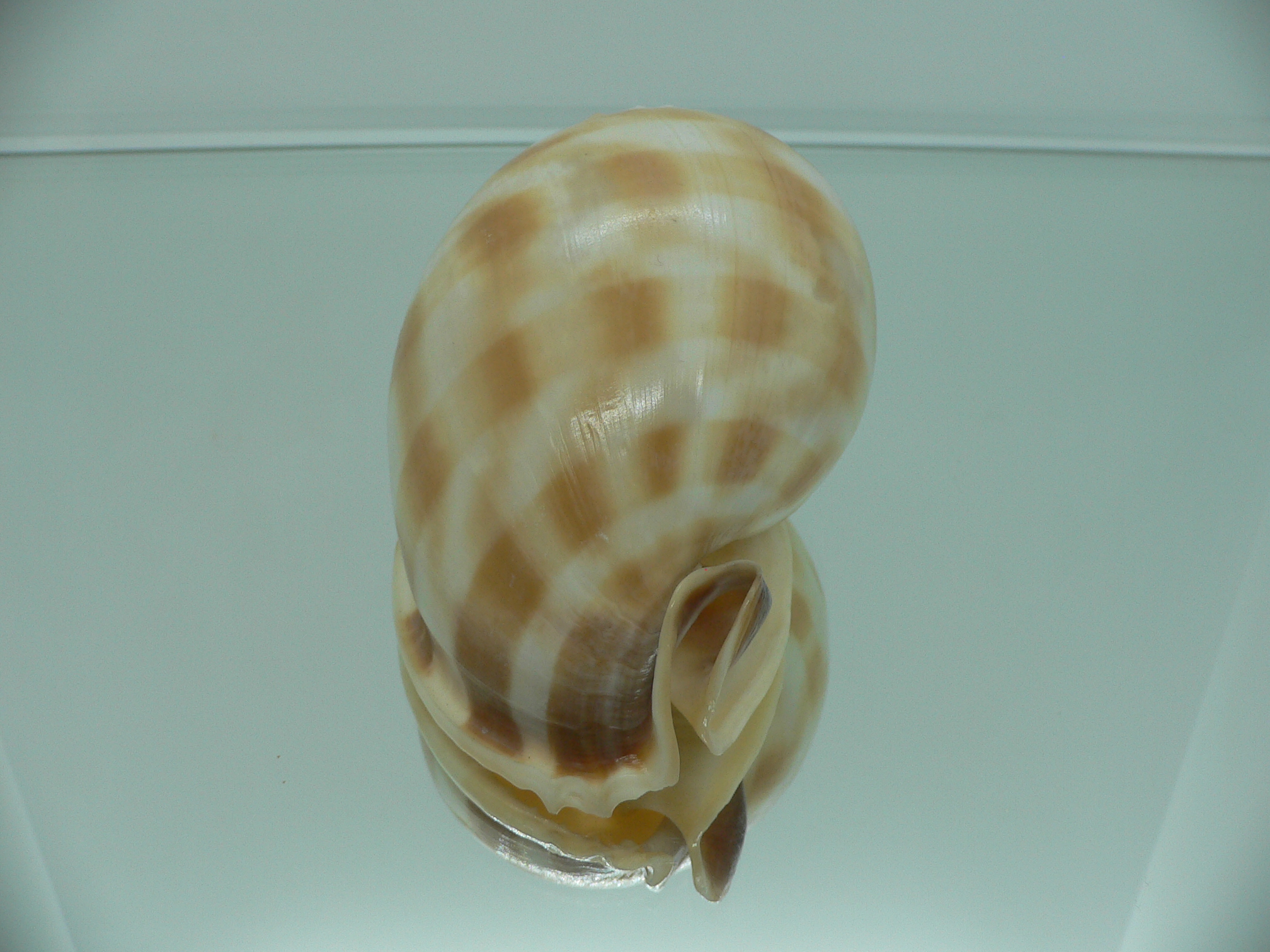 Phalium bandatum BIG