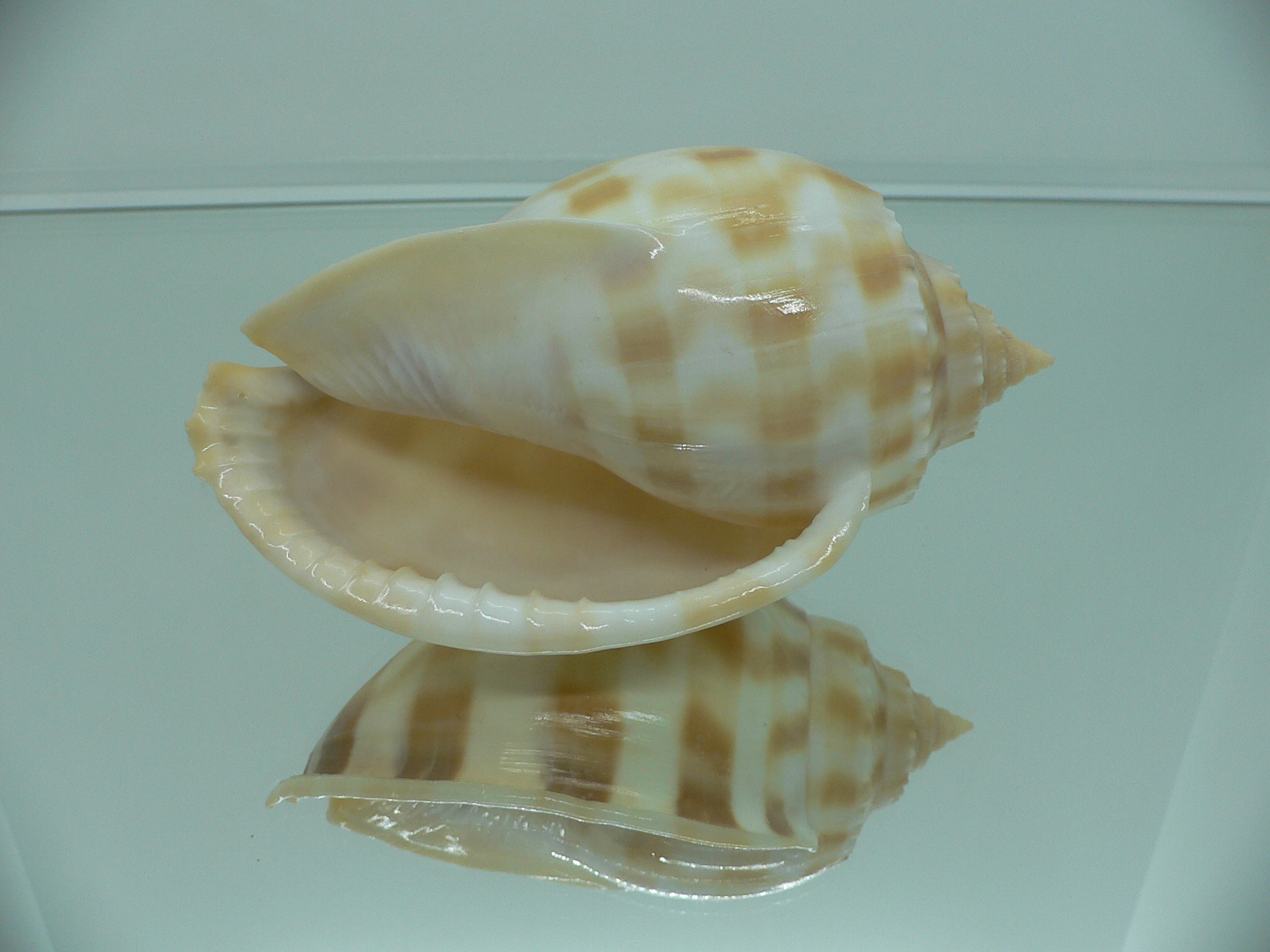 Phalium bandatum BIG
