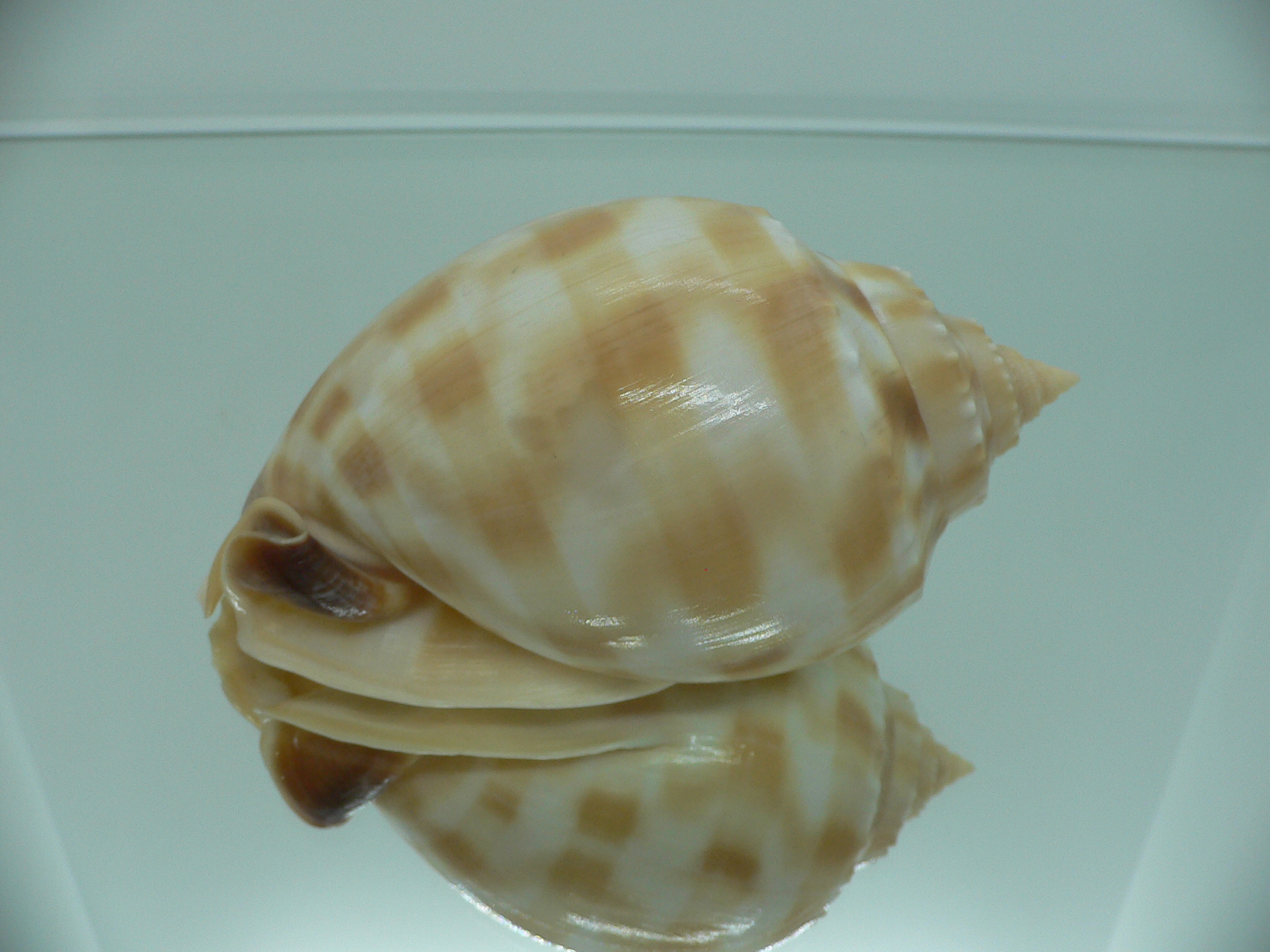 Phalium bandatum BIG