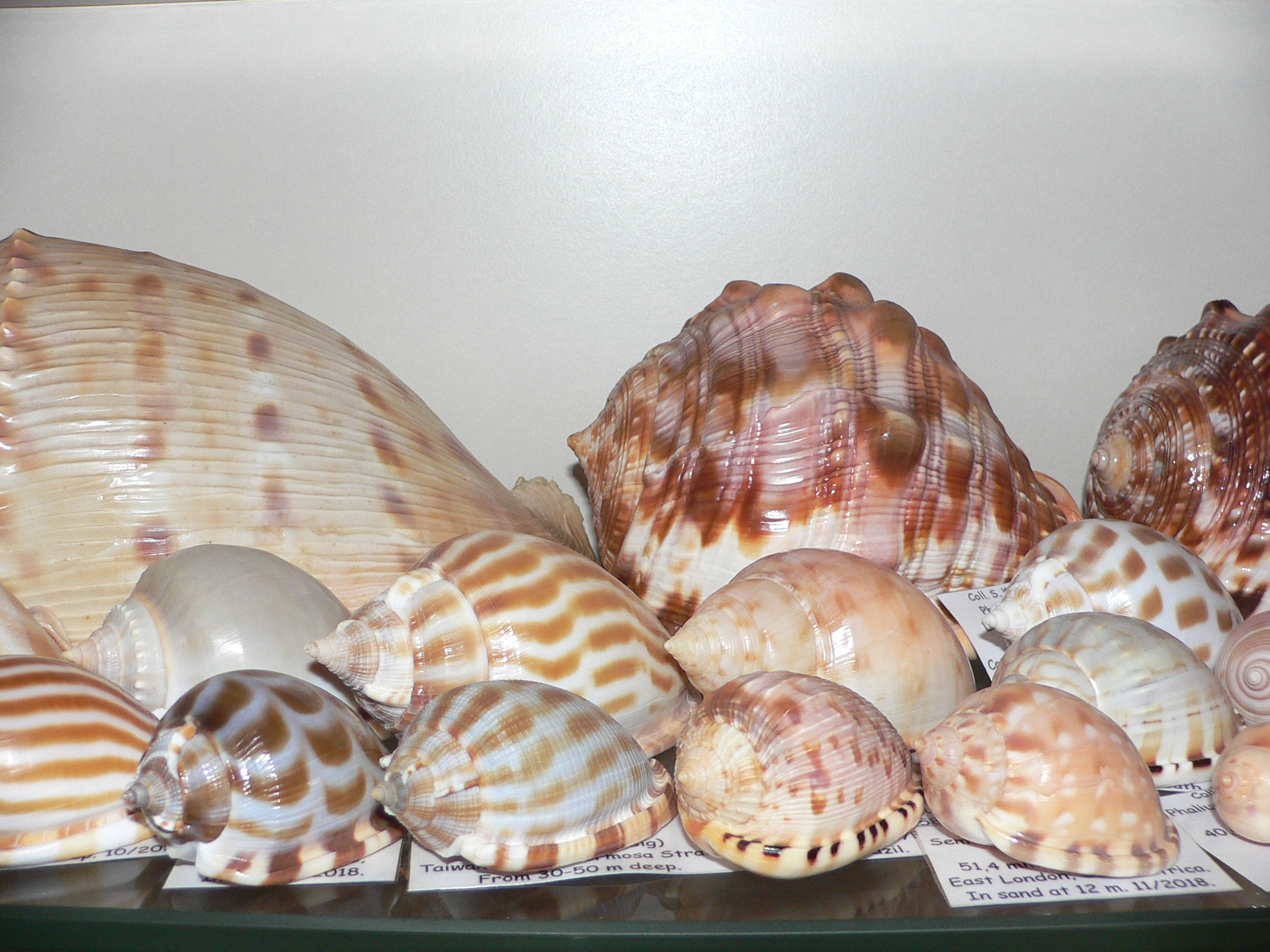 Phalium bandatum BIG