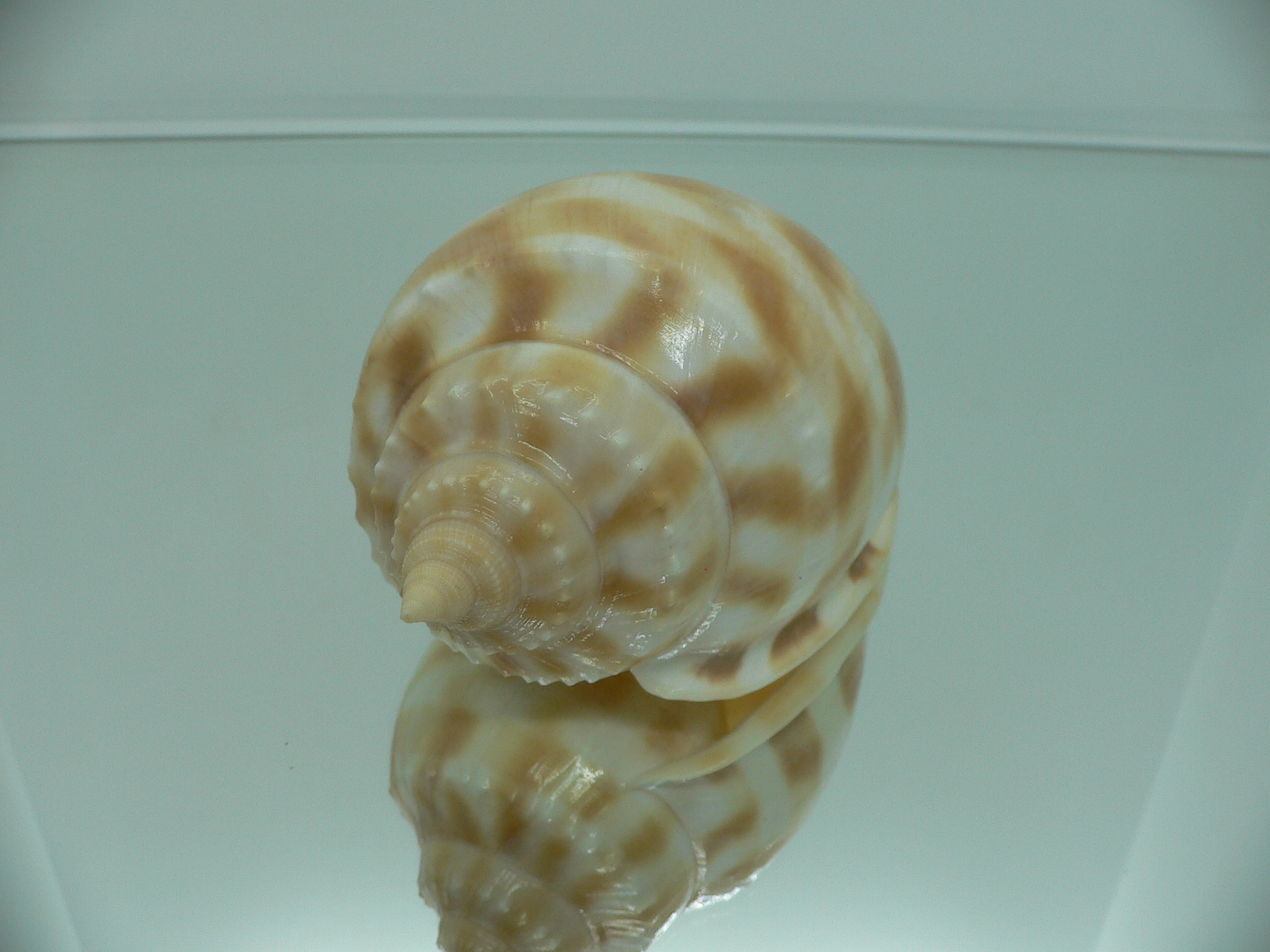 Phalium bandatum BIG
