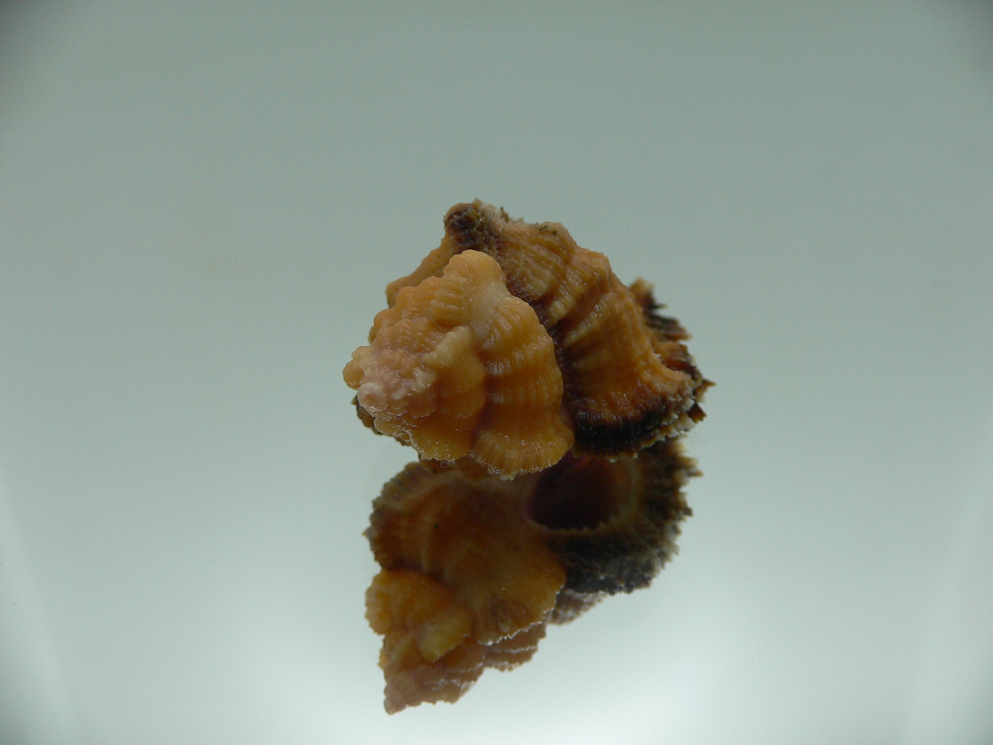 Chicomurex laciniatus ORANGE