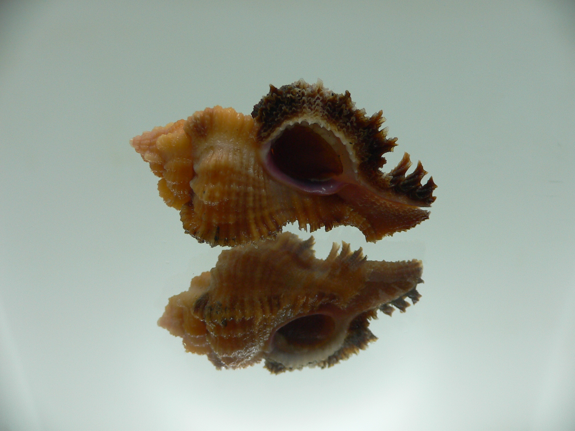 Chicomurex laciniatus ORANGE