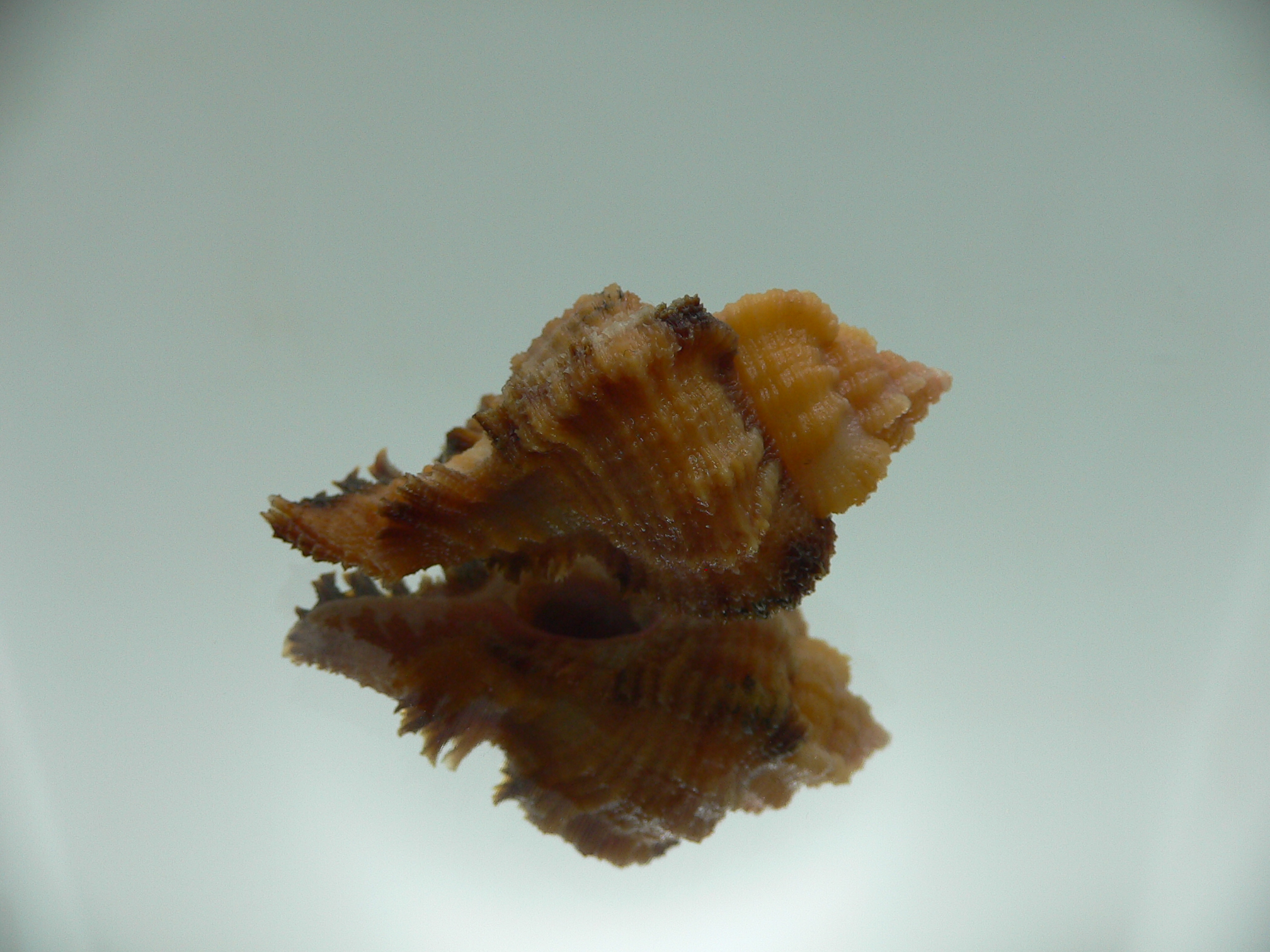 Chicomurex laciniatus ORANGE