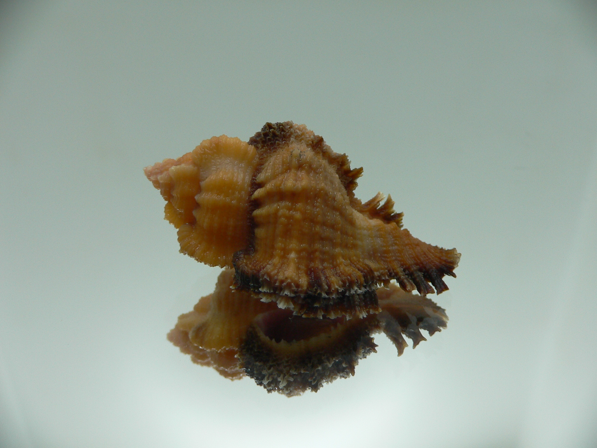 Chicomurex laciniatus ORANGE