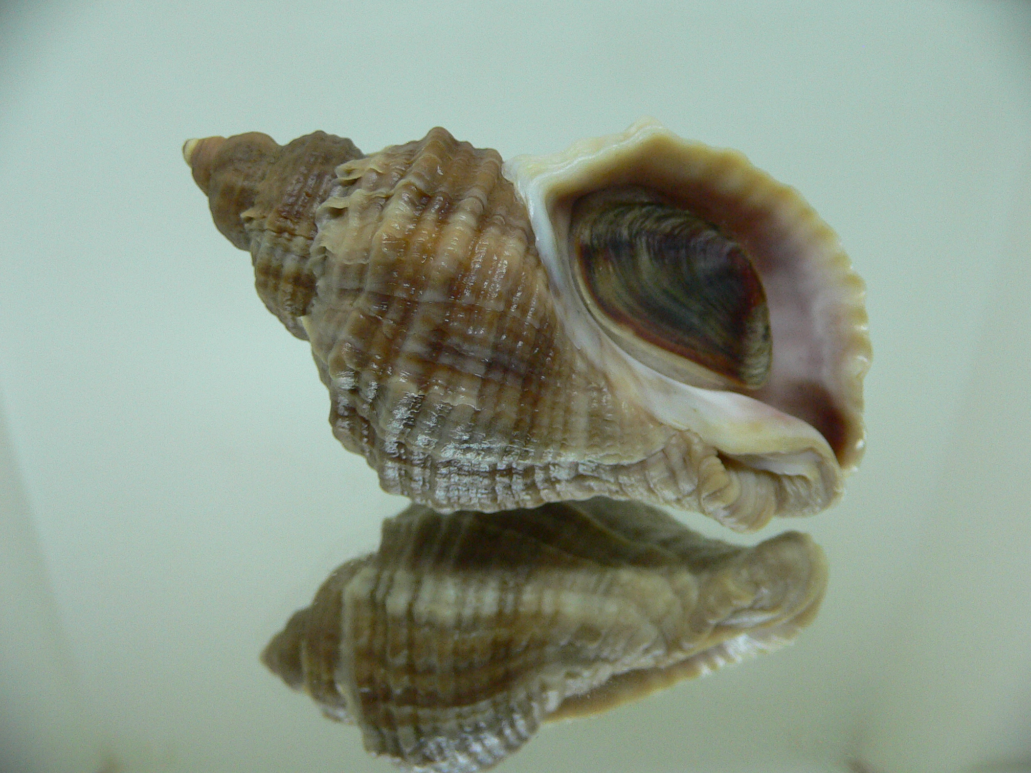 Nucella freycinetii alabaster VERY BIG & ELONGATE