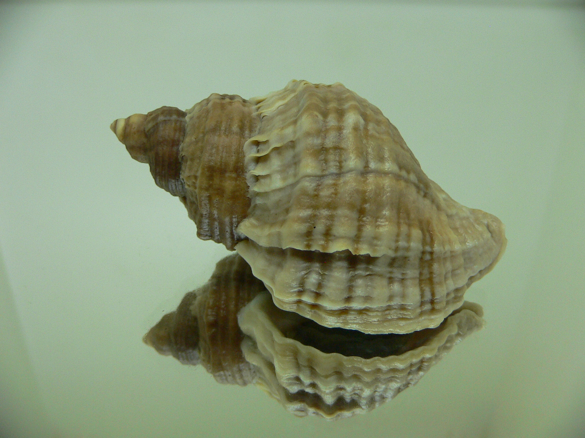 Nucella freycinetii alabaster VERY BIG & ELONGATE