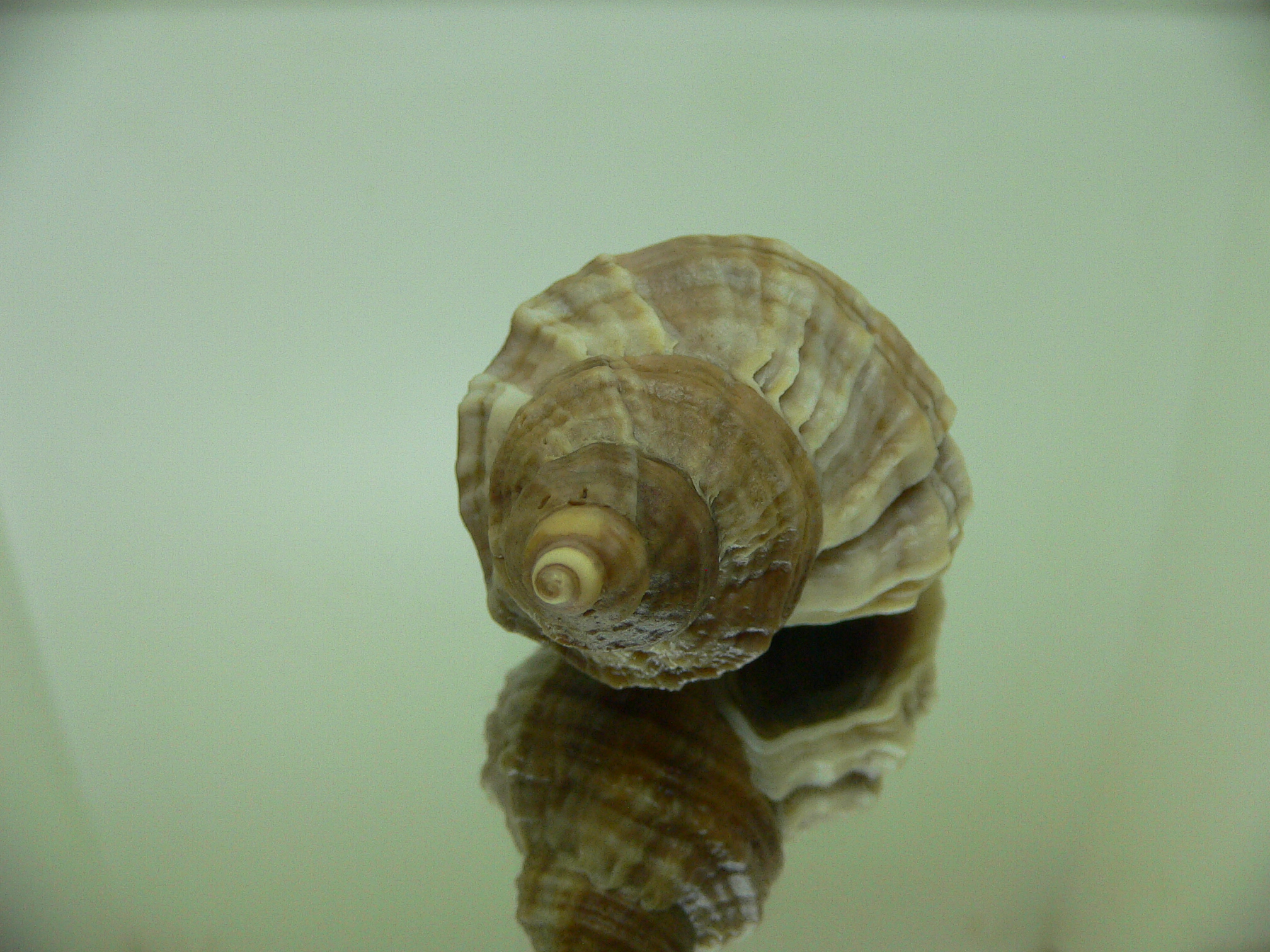 Nucella freycinetii alabaster VERY BIG & ELONGATE