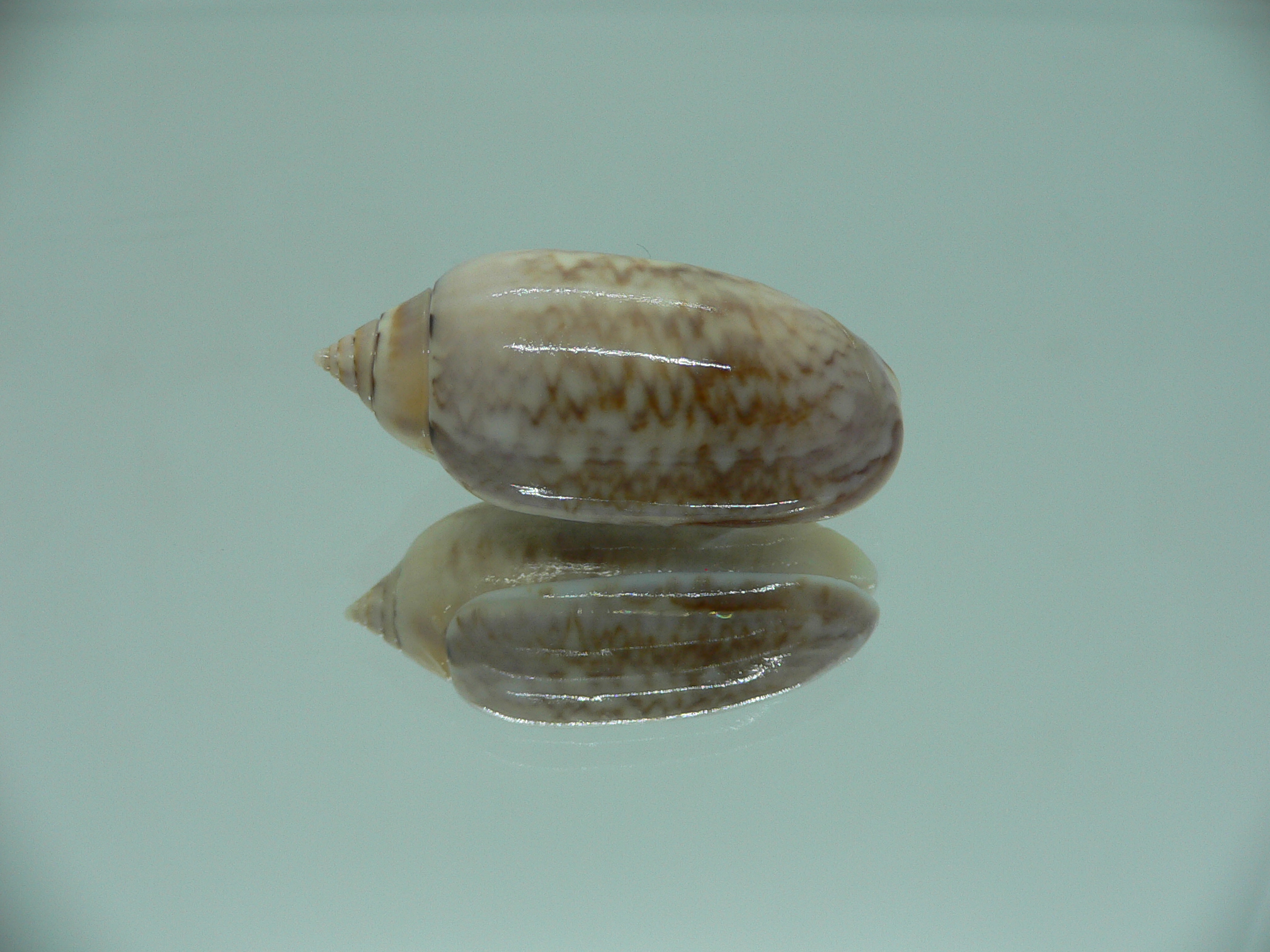 Oliva hayesi RARE