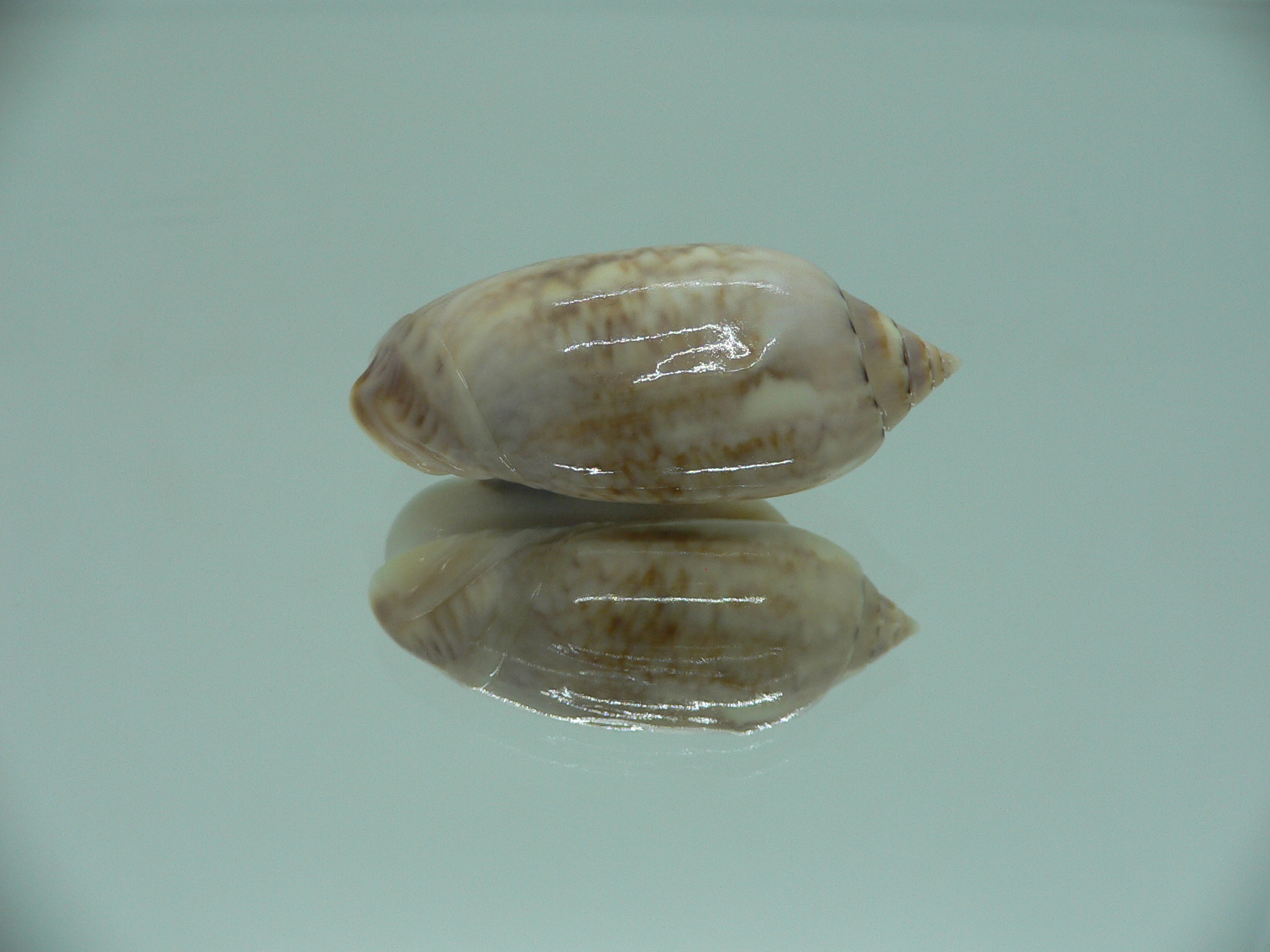 Oliva hayesi RARE